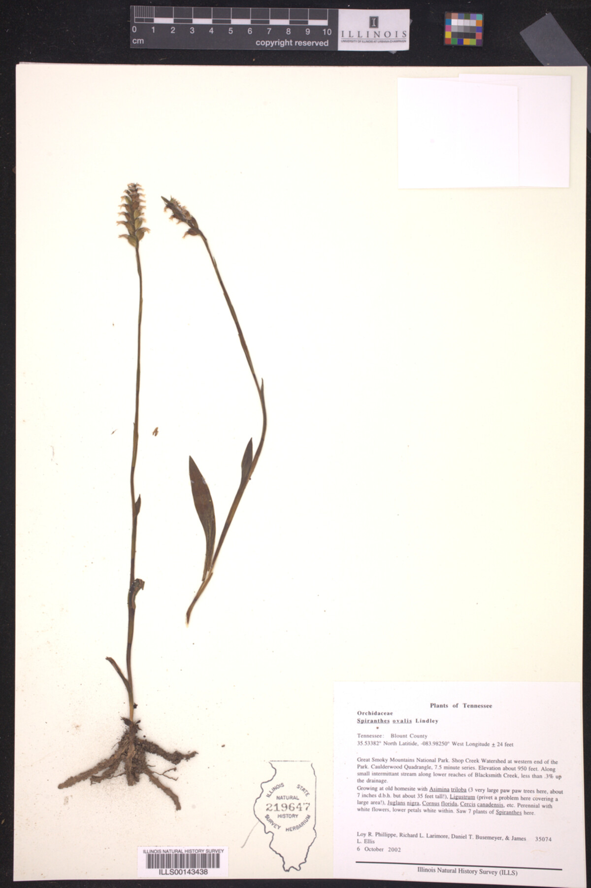 Spiranthes ovalis image