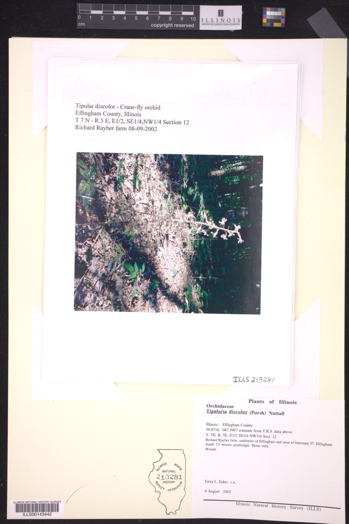 Tipularia discolor image