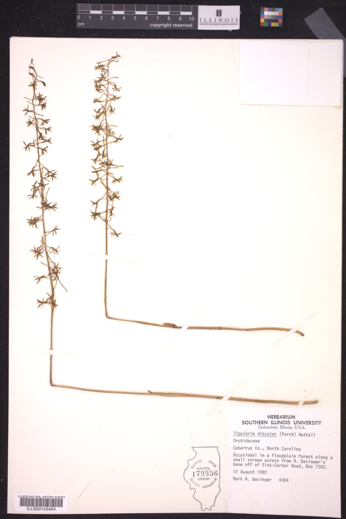 Tipularia discolor image