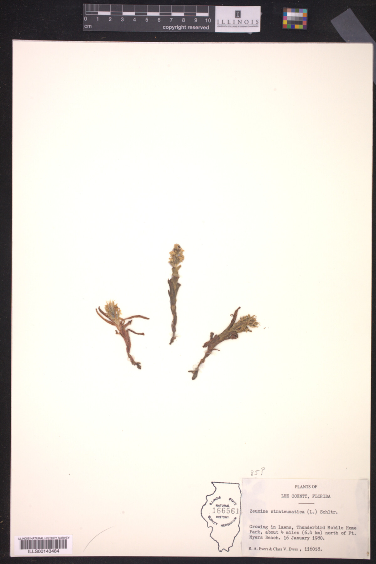 Zeuxine strateumatica image