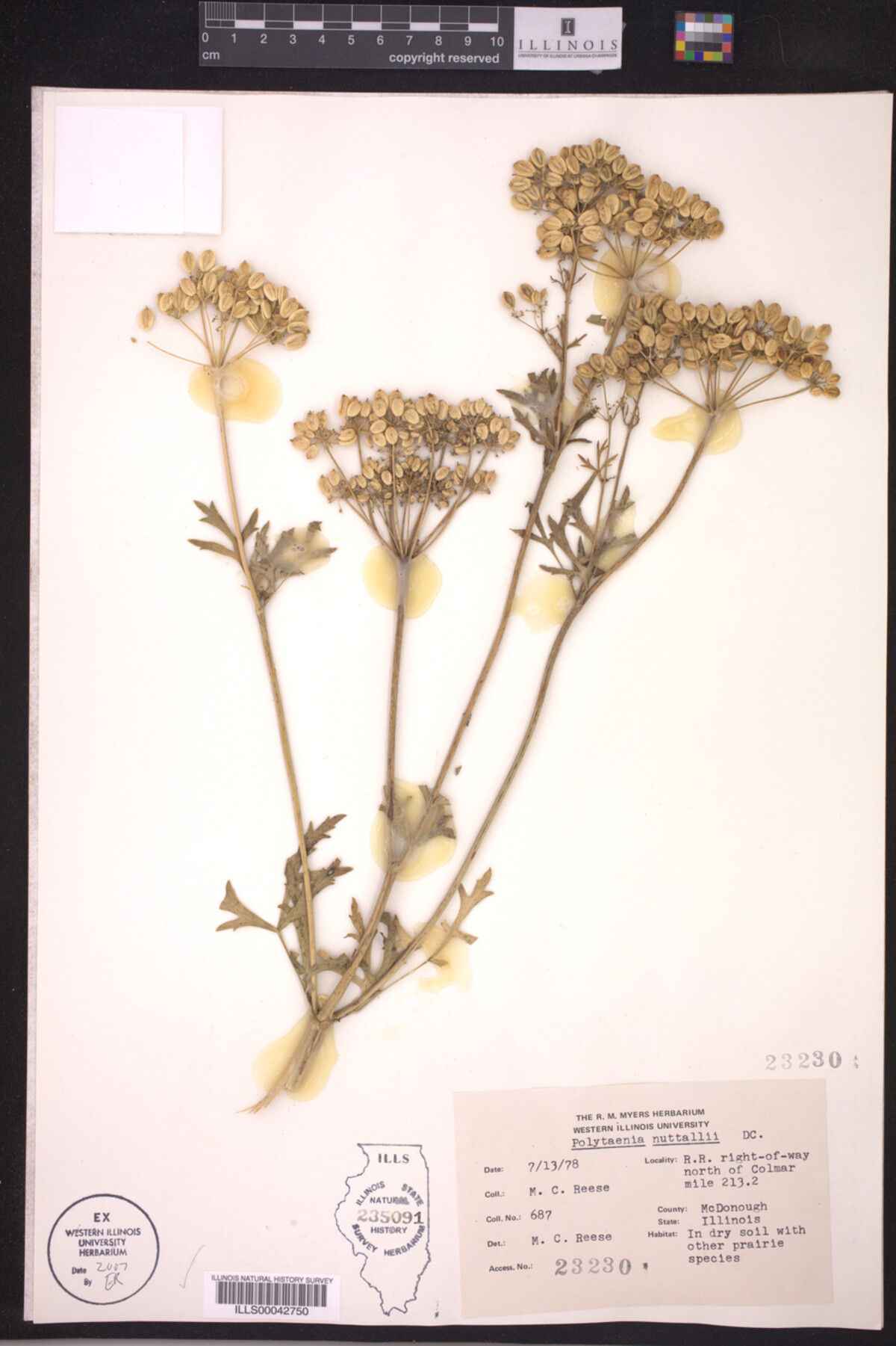 Polytaenia image