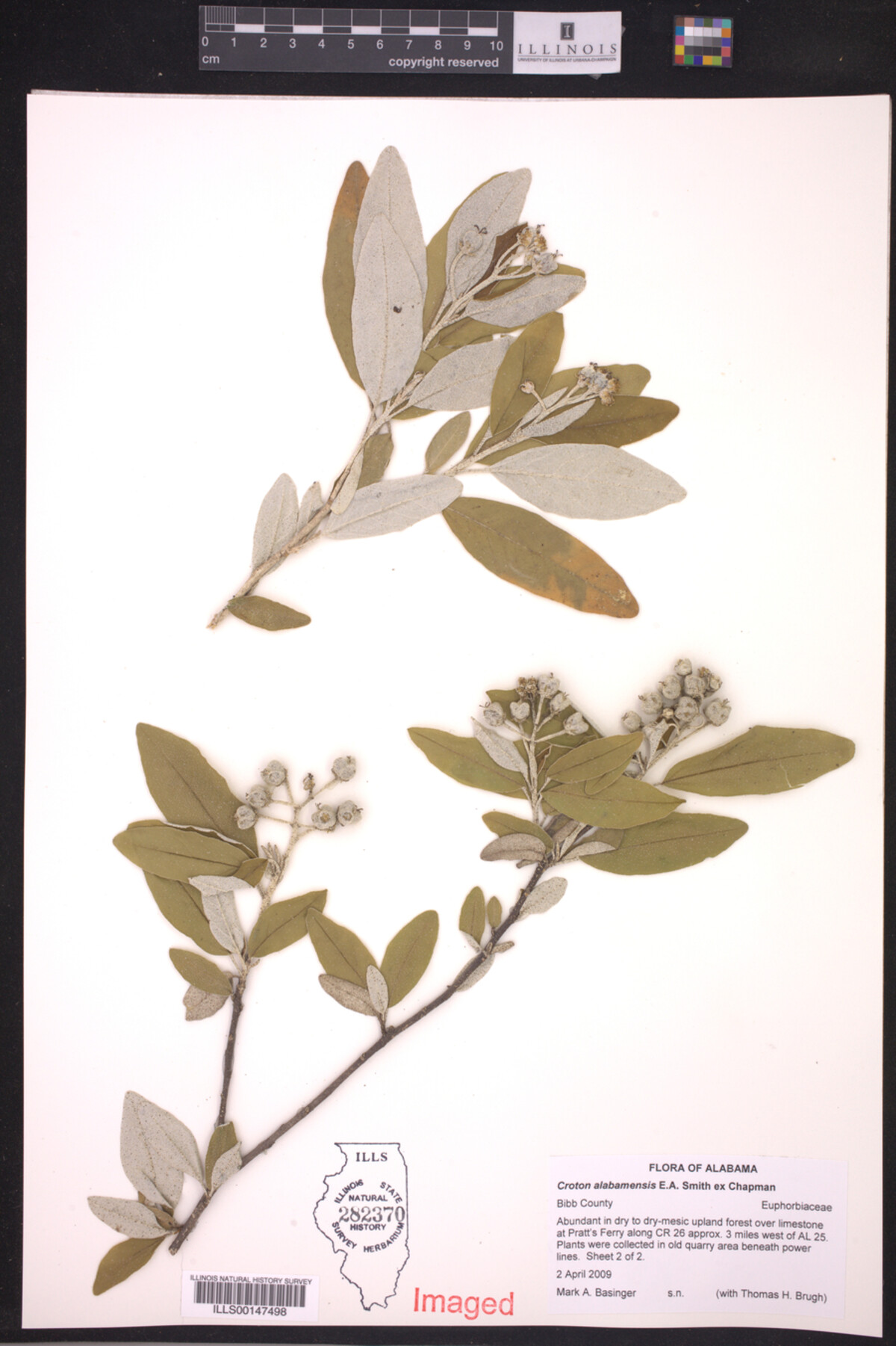 Croton alabamensis image