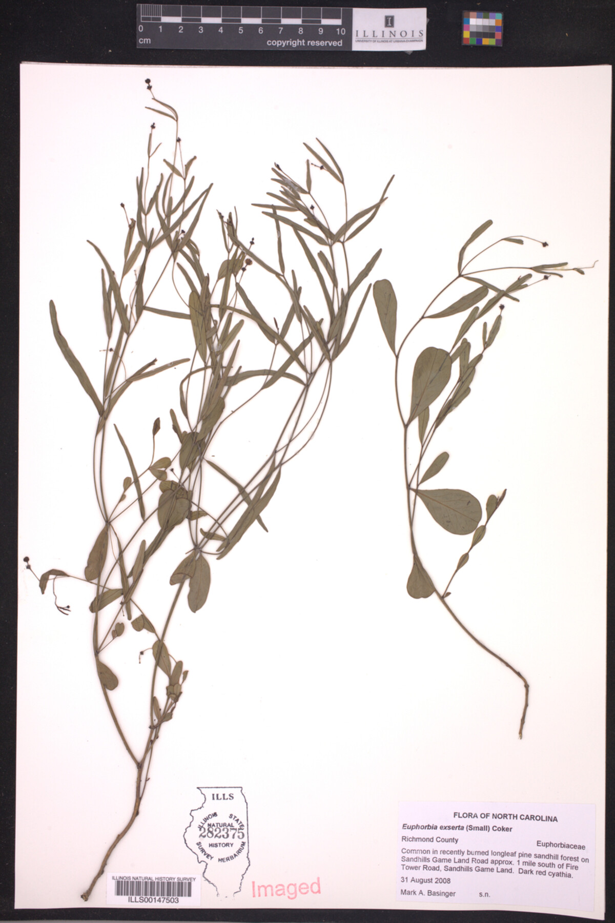 Euphorbia exserta image