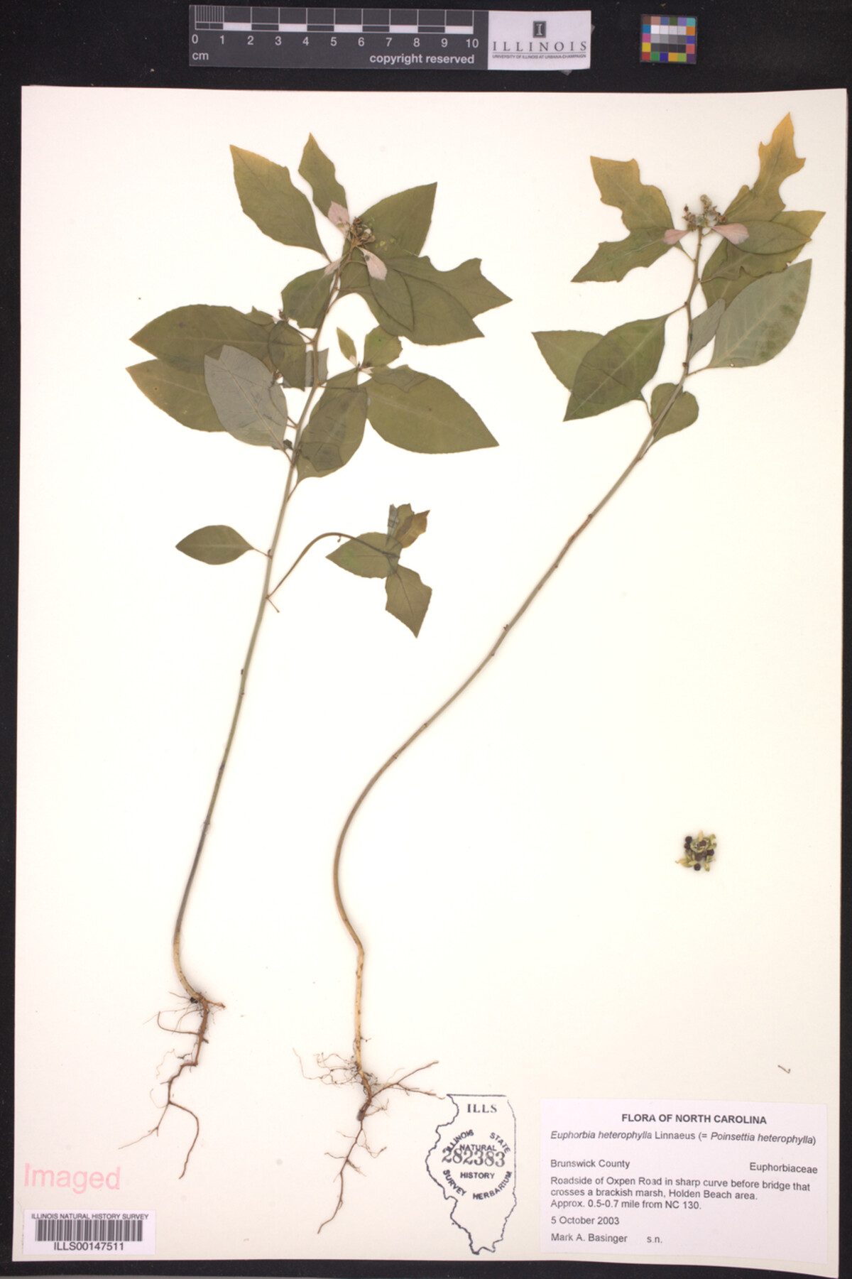 Euphorbia heterophylla image