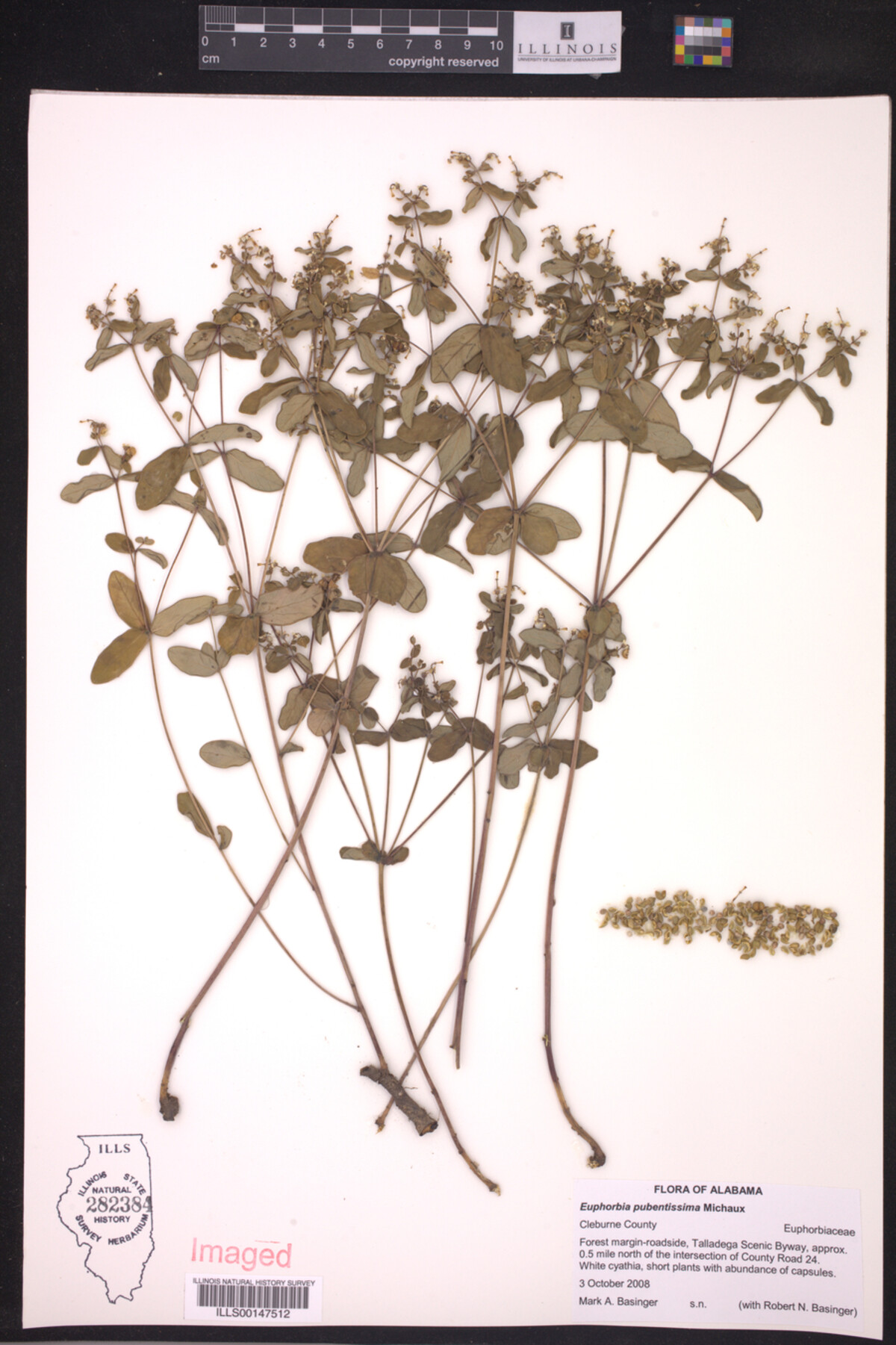 Euphorbia pubentissima image