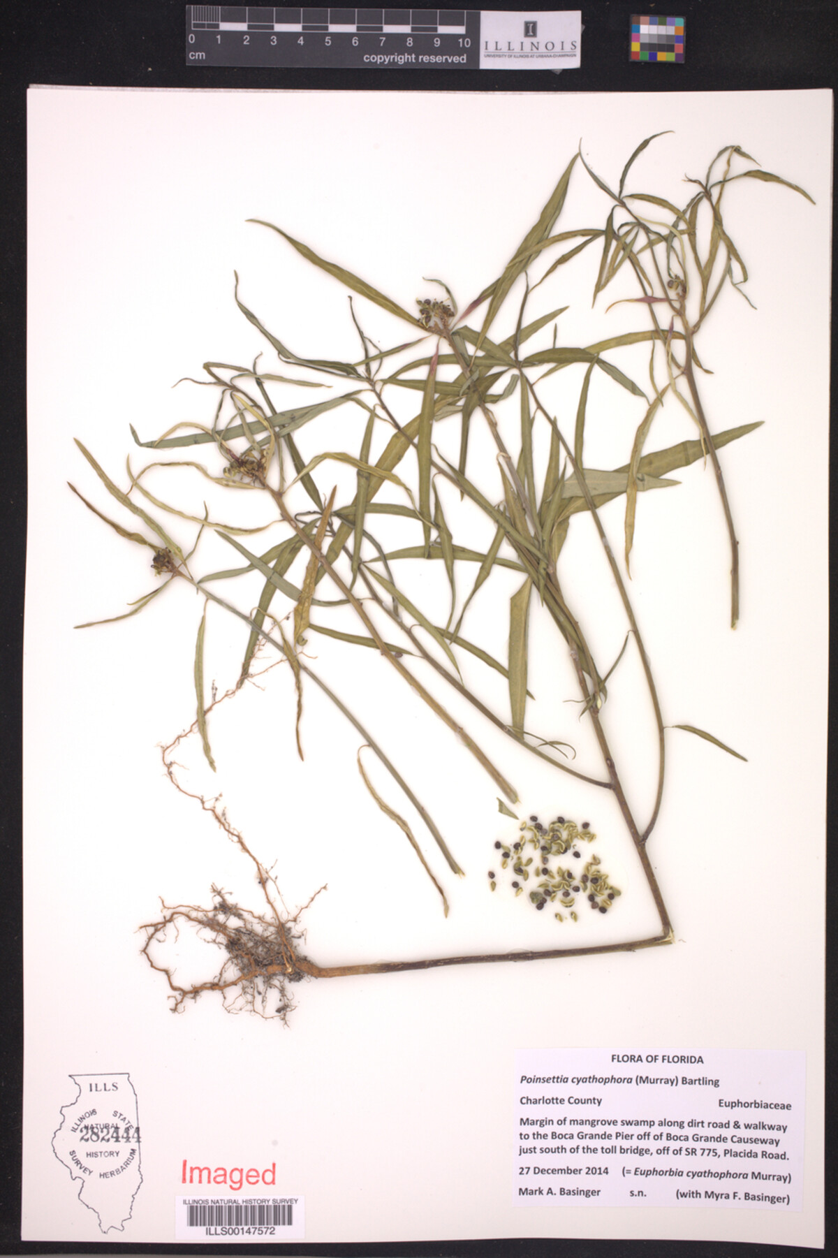 Euphorbia cyathophora image