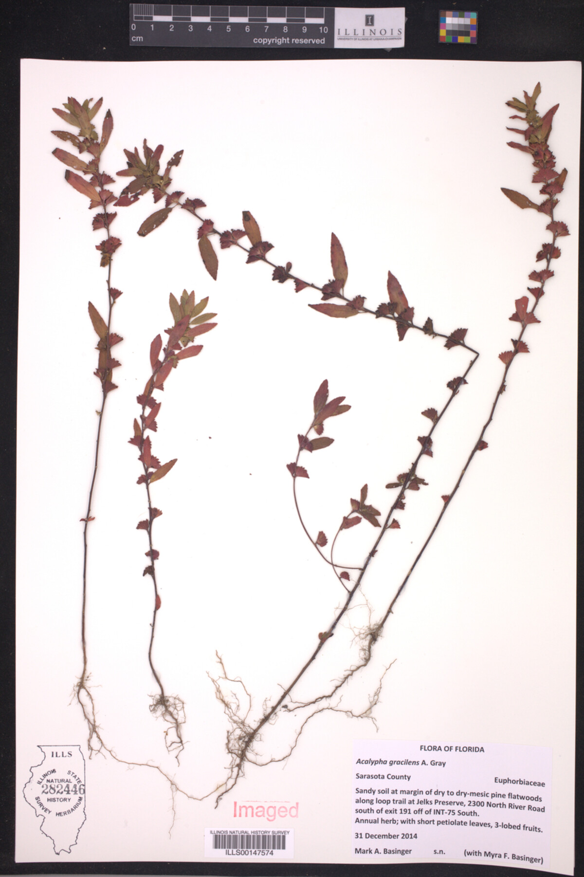 Acalypha gracilens image