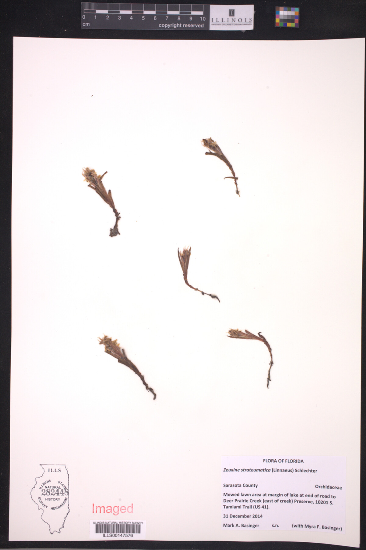 Zeuxine strateumatica image