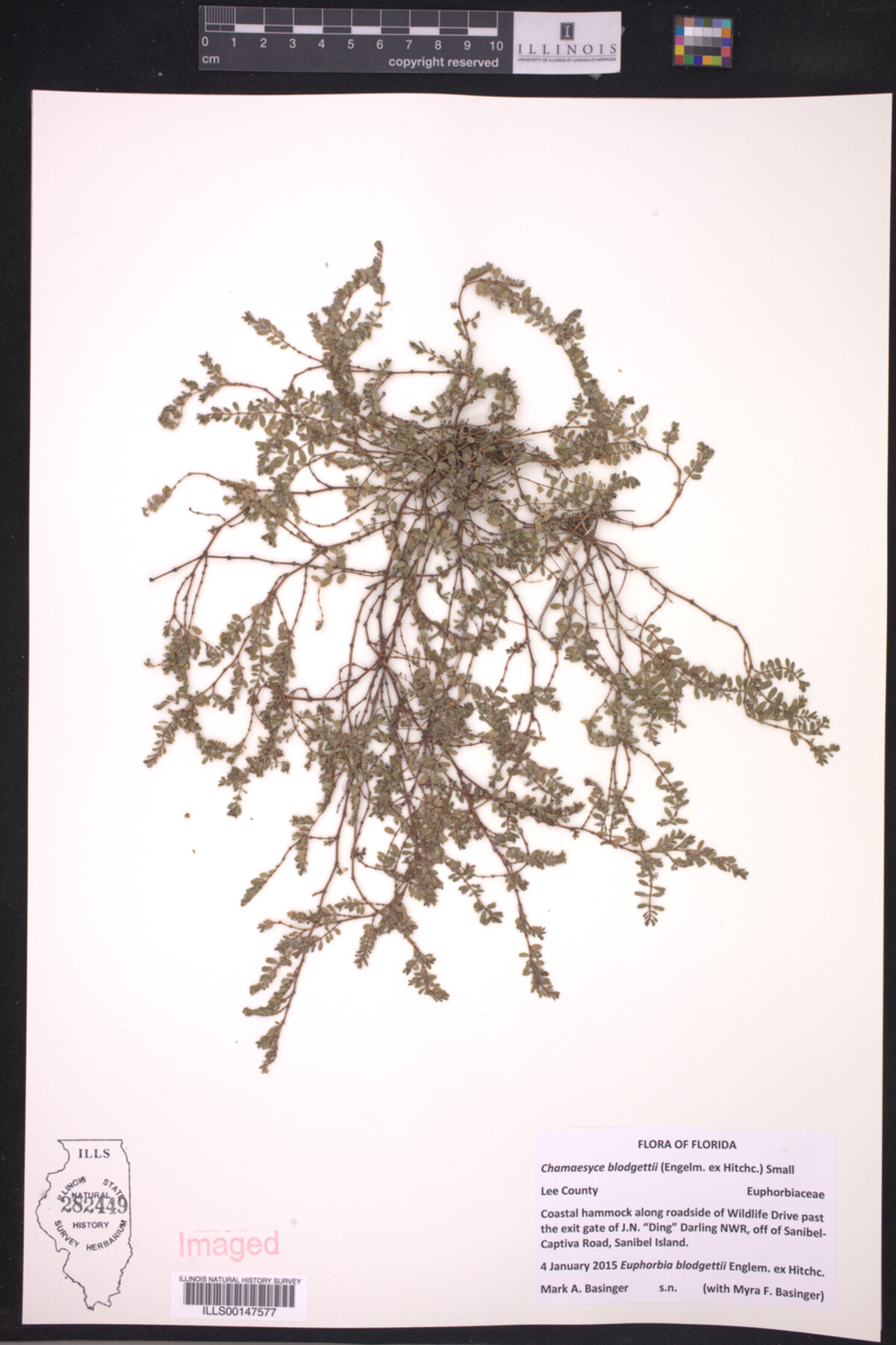 Euphorbia blodgettii image