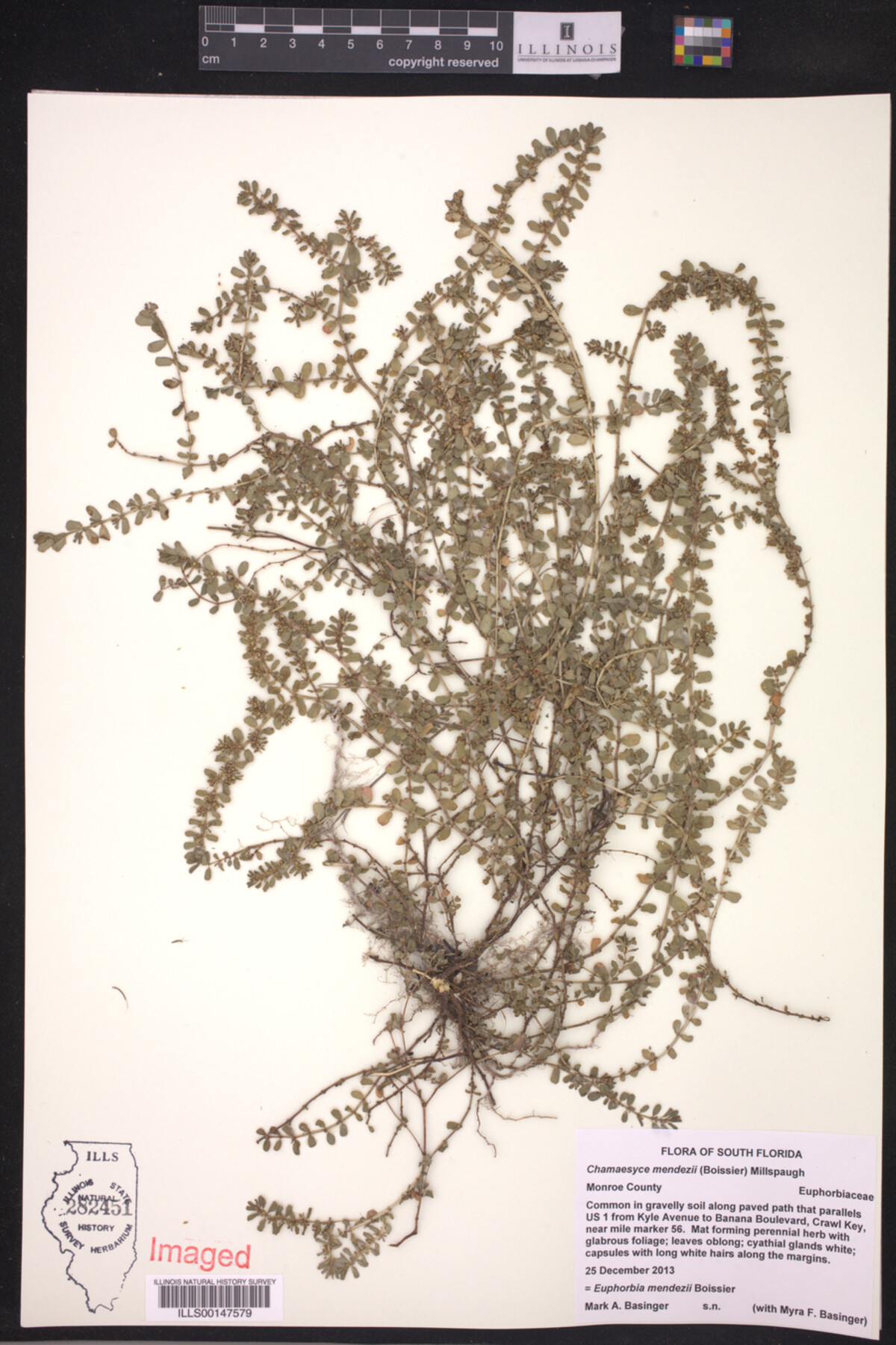 Euphorbia mendezii image