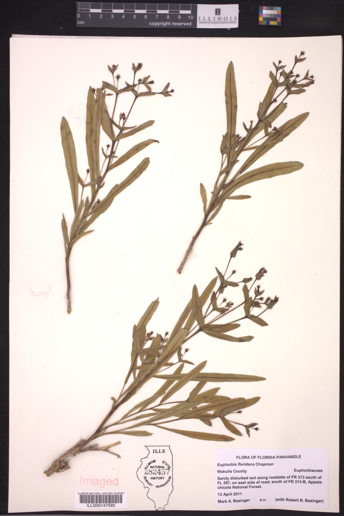 Euphorbia floridana image