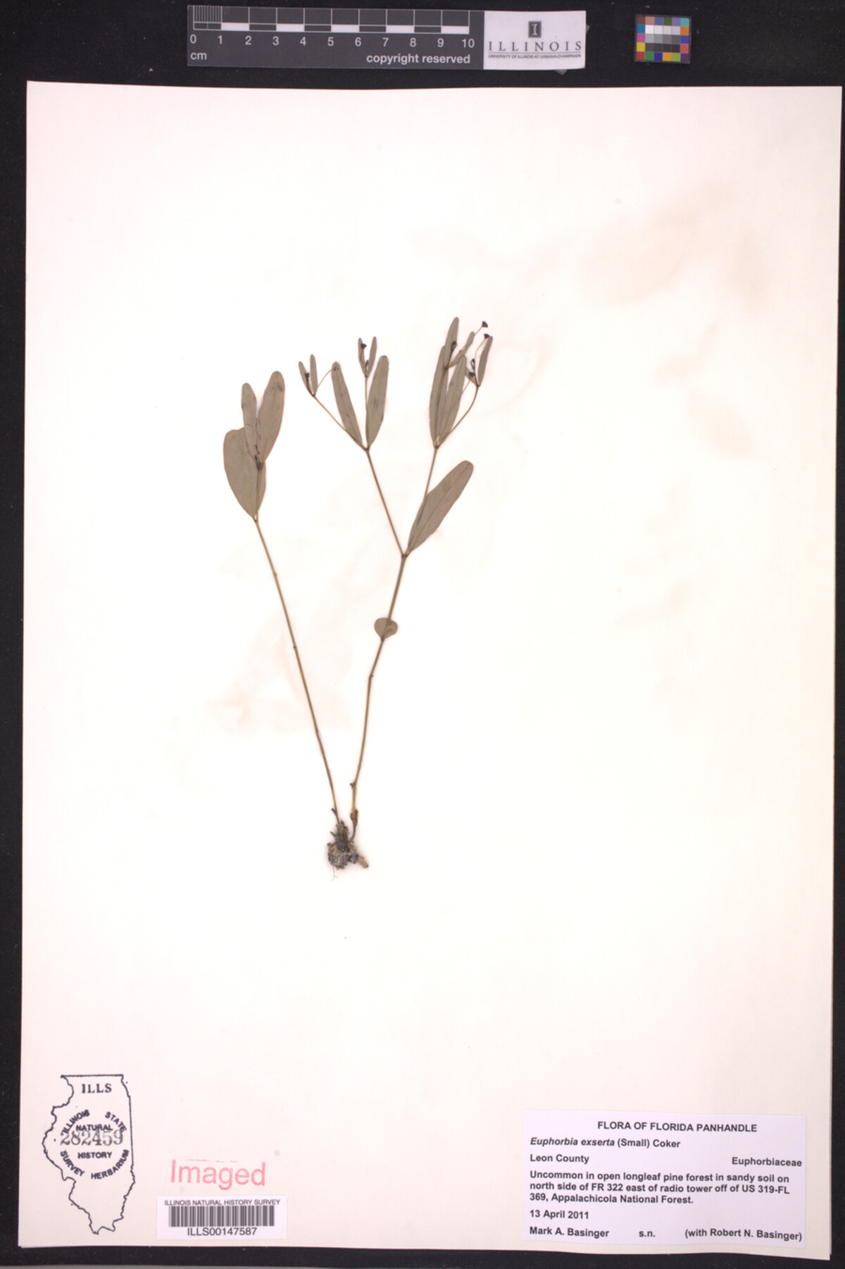 Euphorbia exserta image