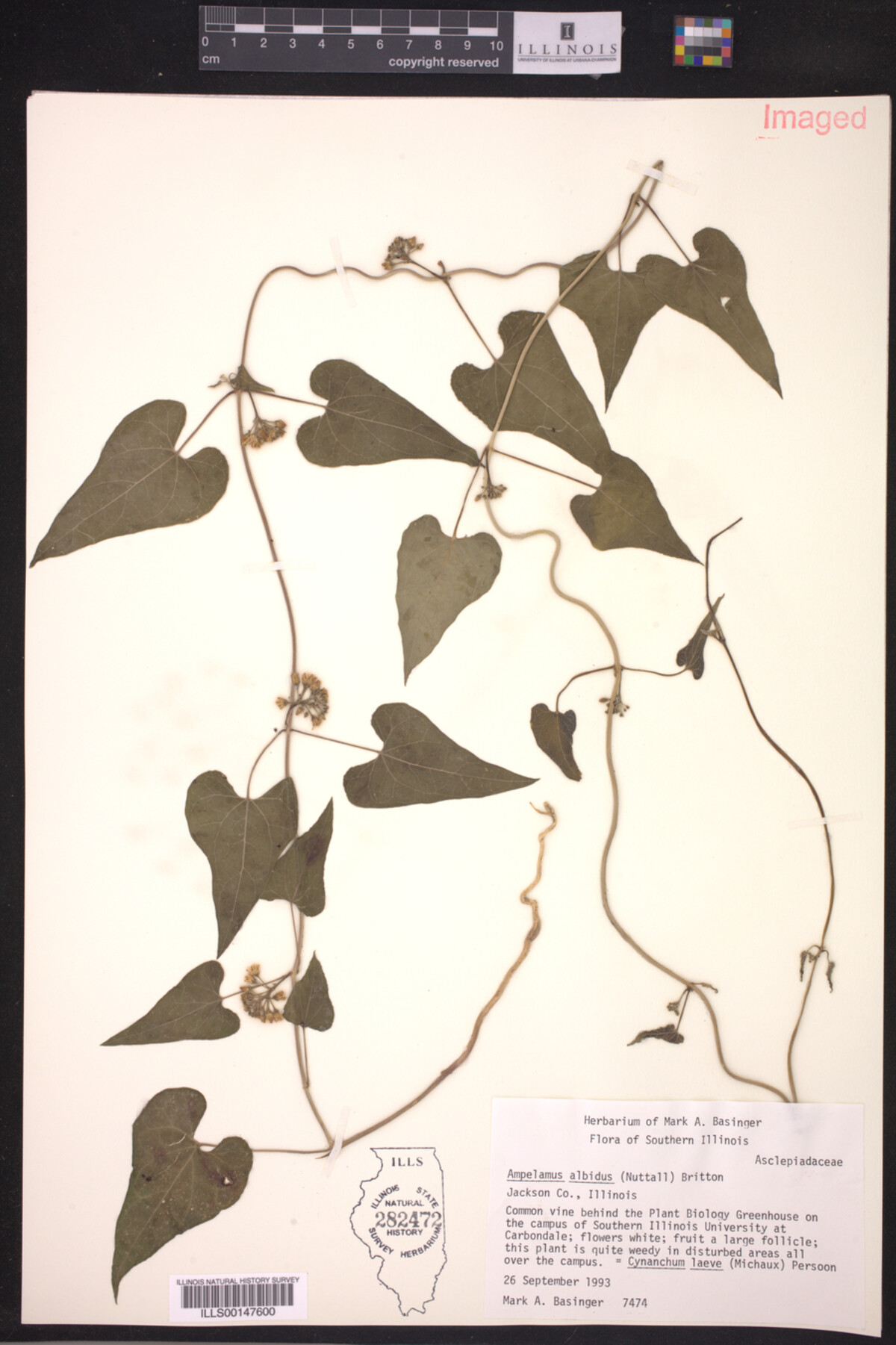 Ampelamus image
