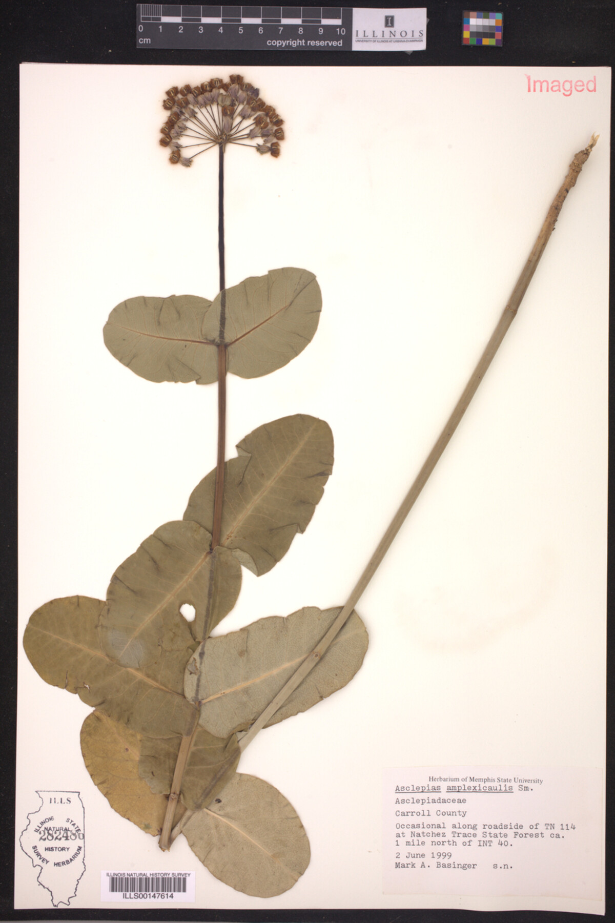 Asclepias amplexicaulis image