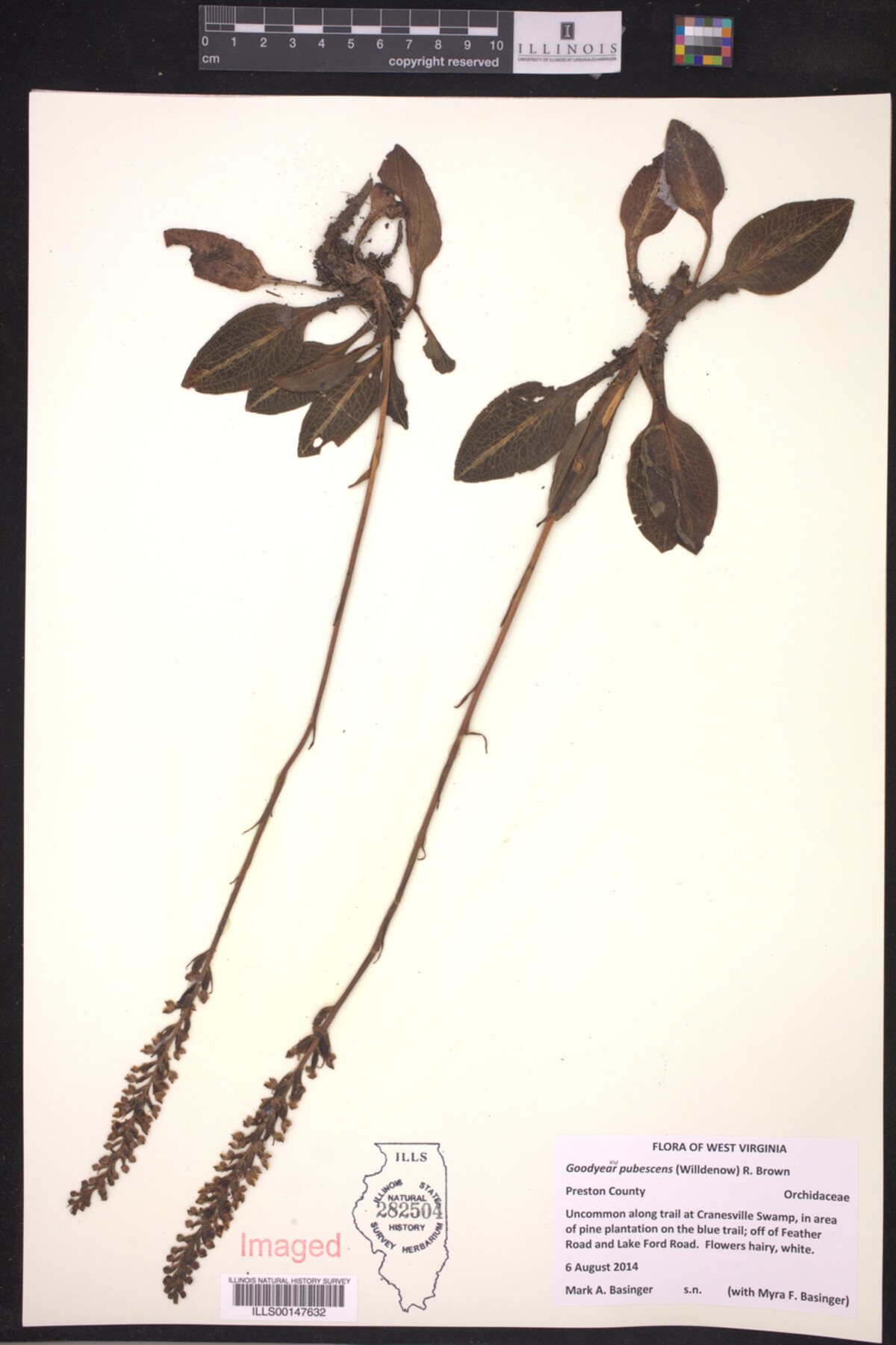 Goodyera pubescens image