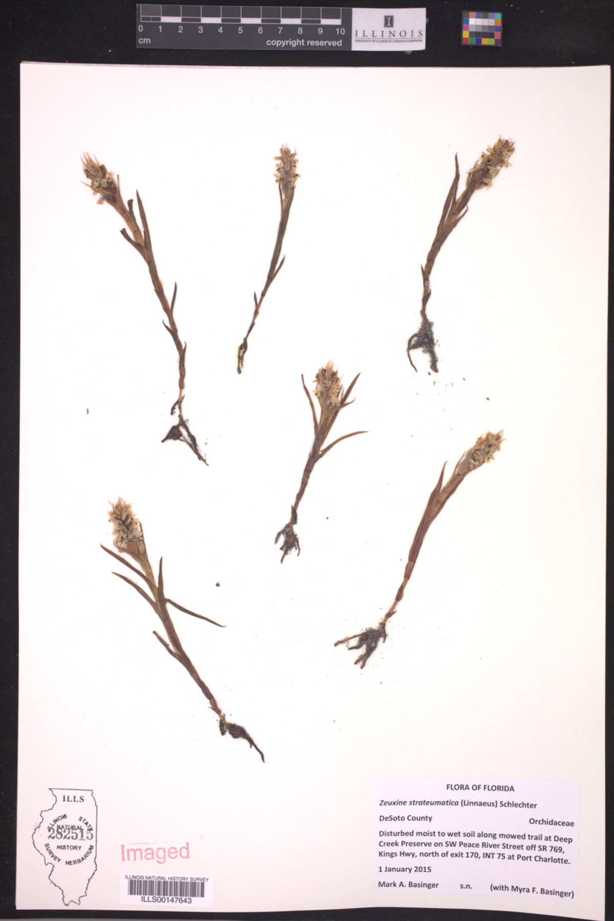 Zeuxine strateumatica image