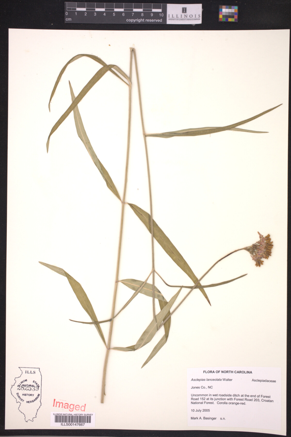 Asclepias lanceolata image