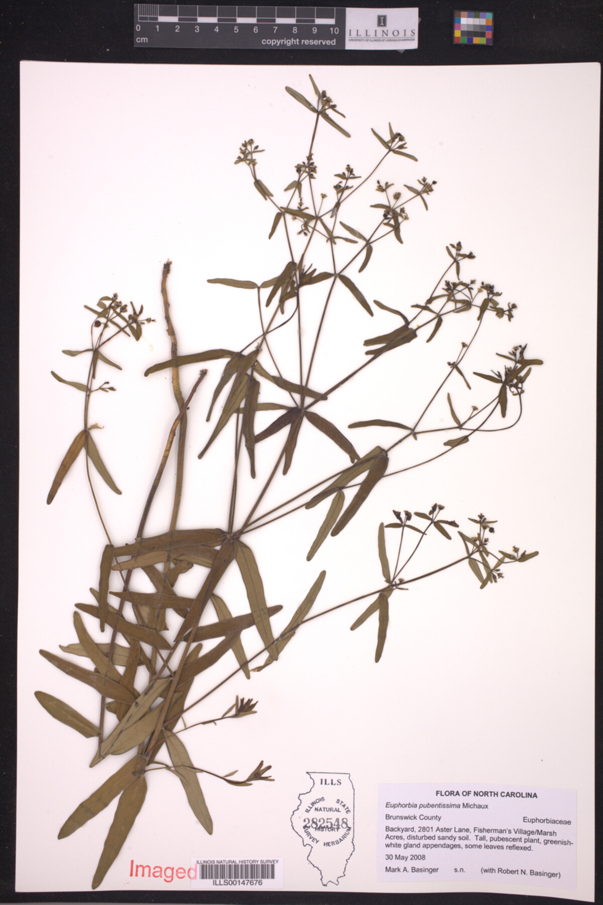 Euphorbia pubentissima image