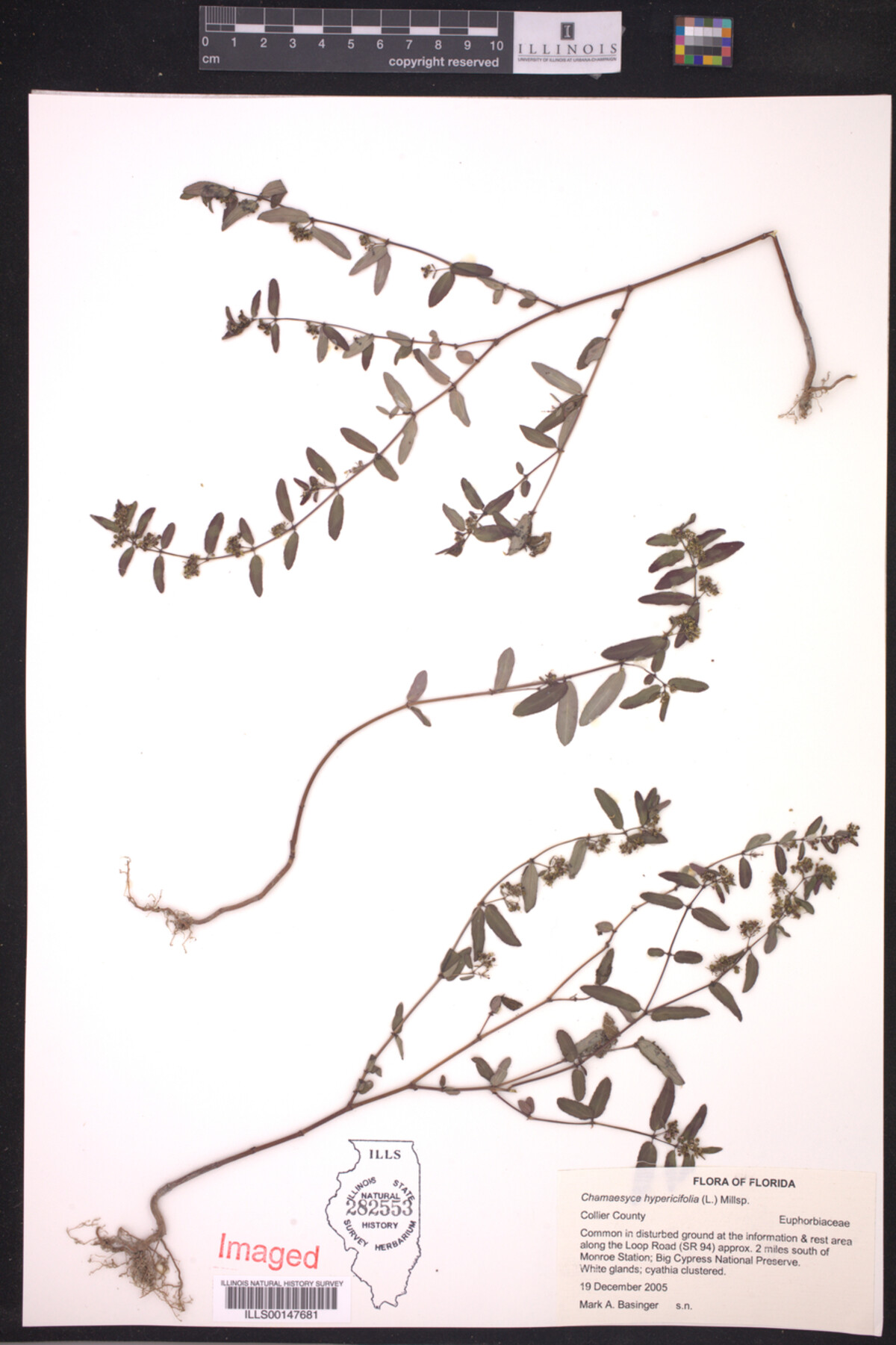 Euphorbia hypericifolia image
