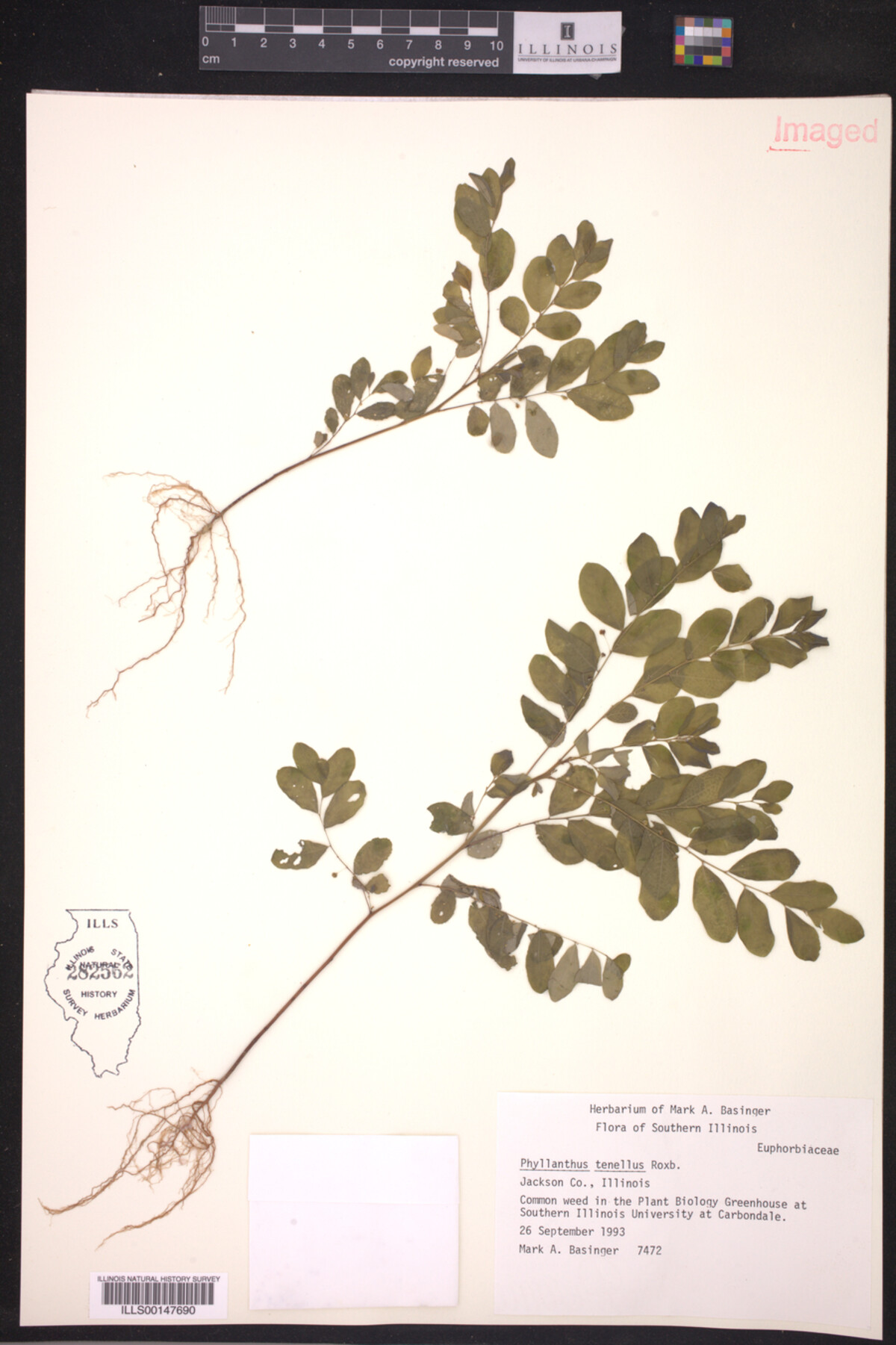 Phyllanthus image