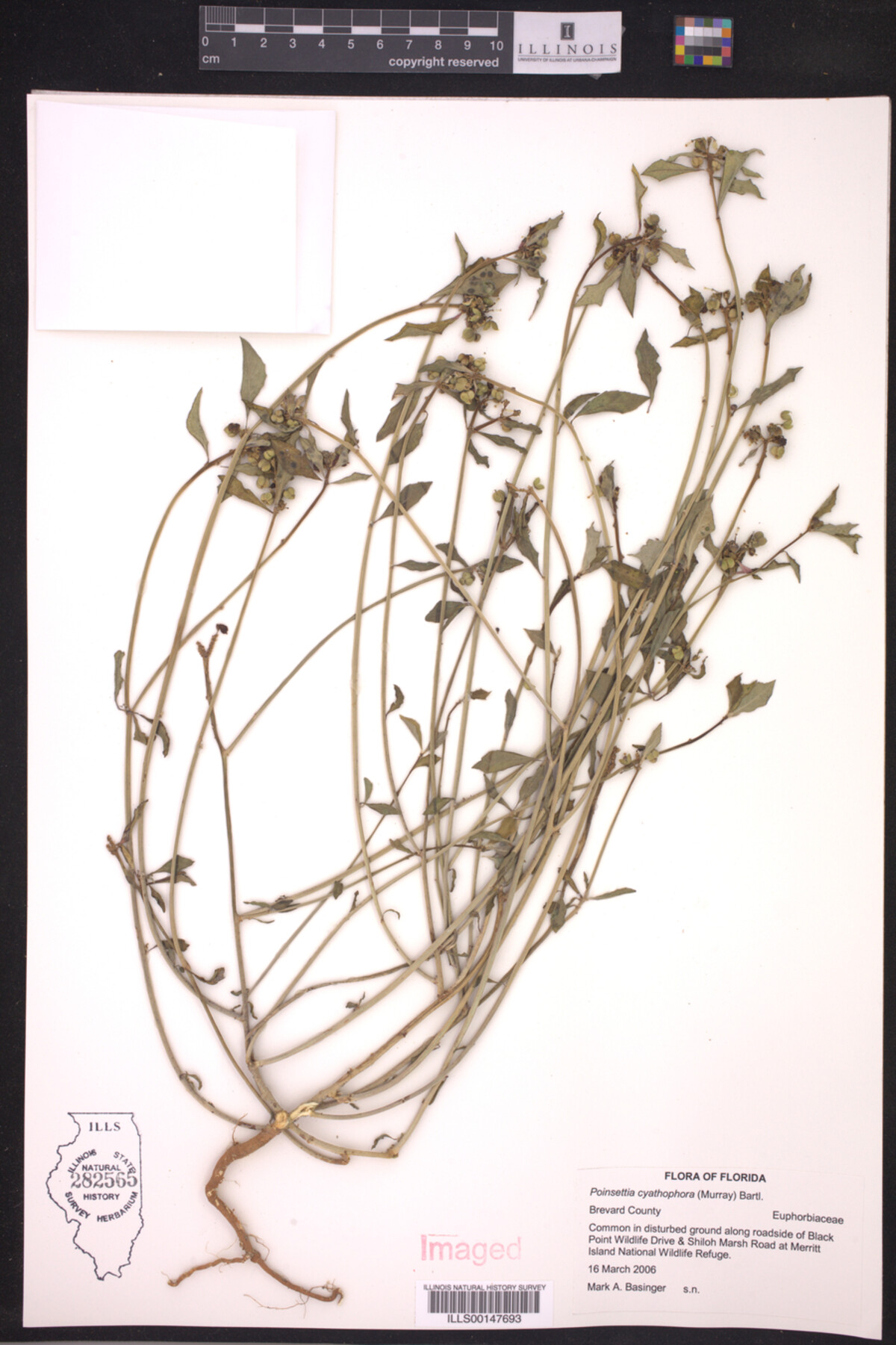 Euphorbia cyathophora image