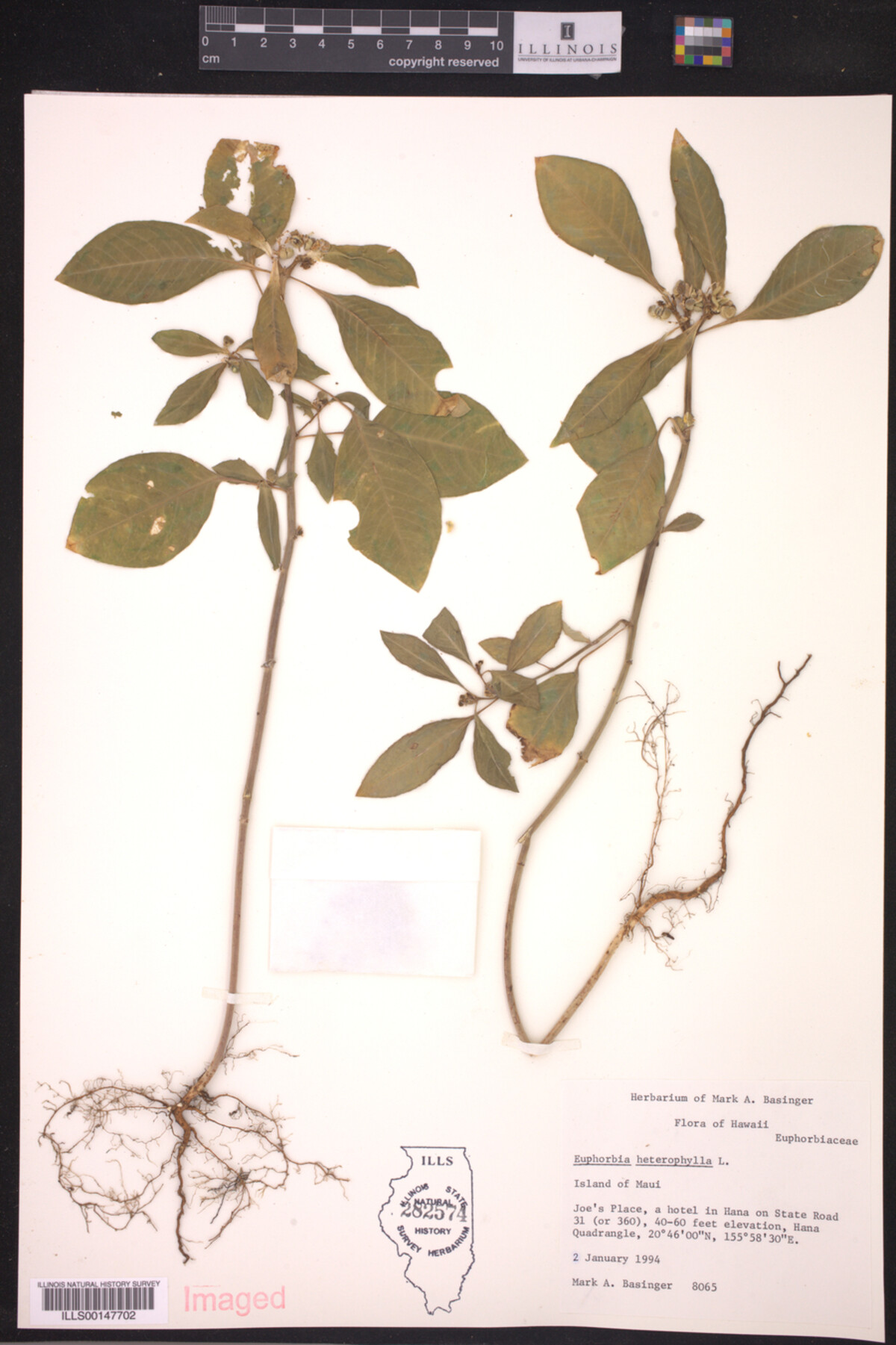 Euphorbia heterophylla image