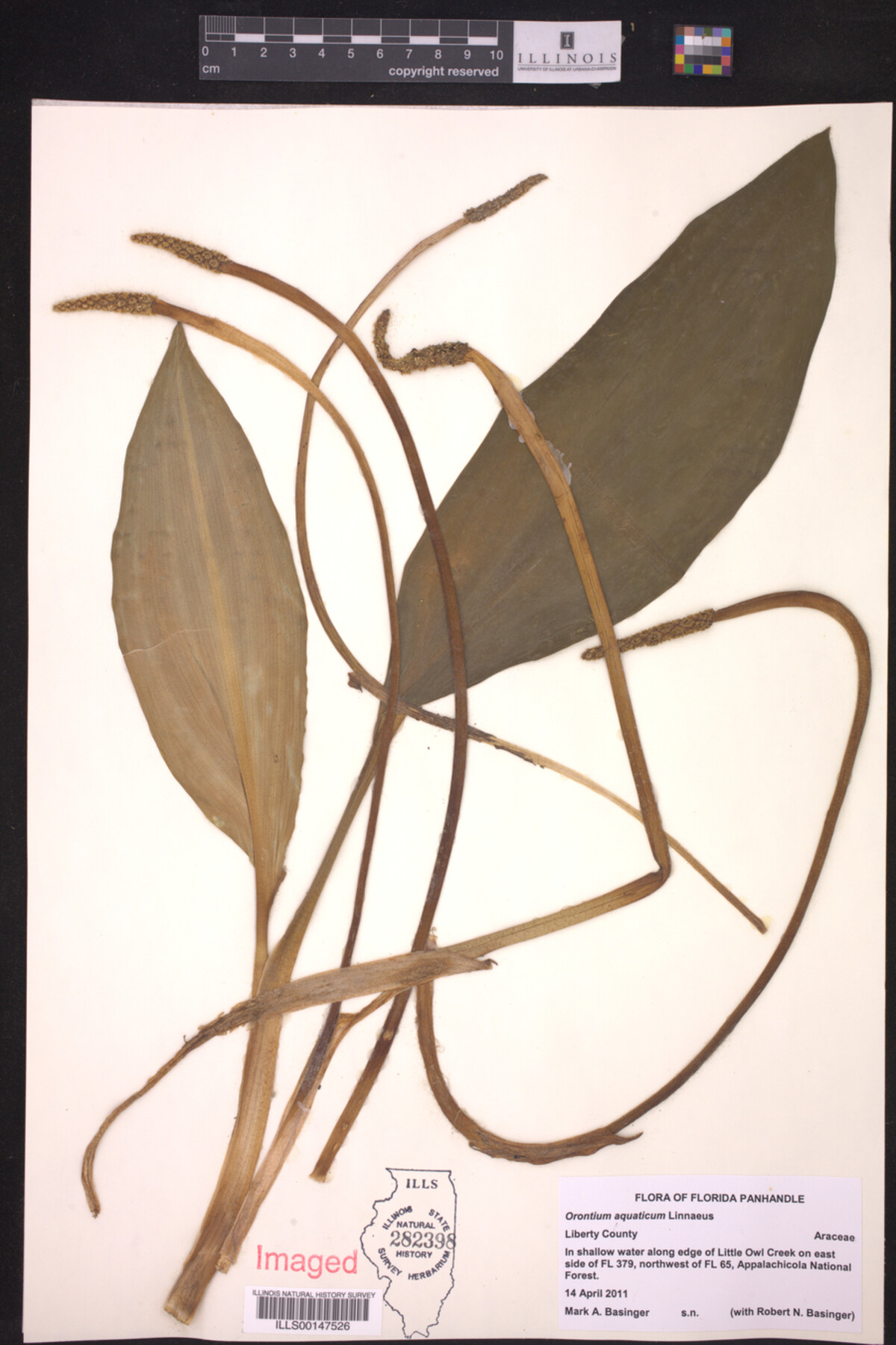 Orontium aquaticum image