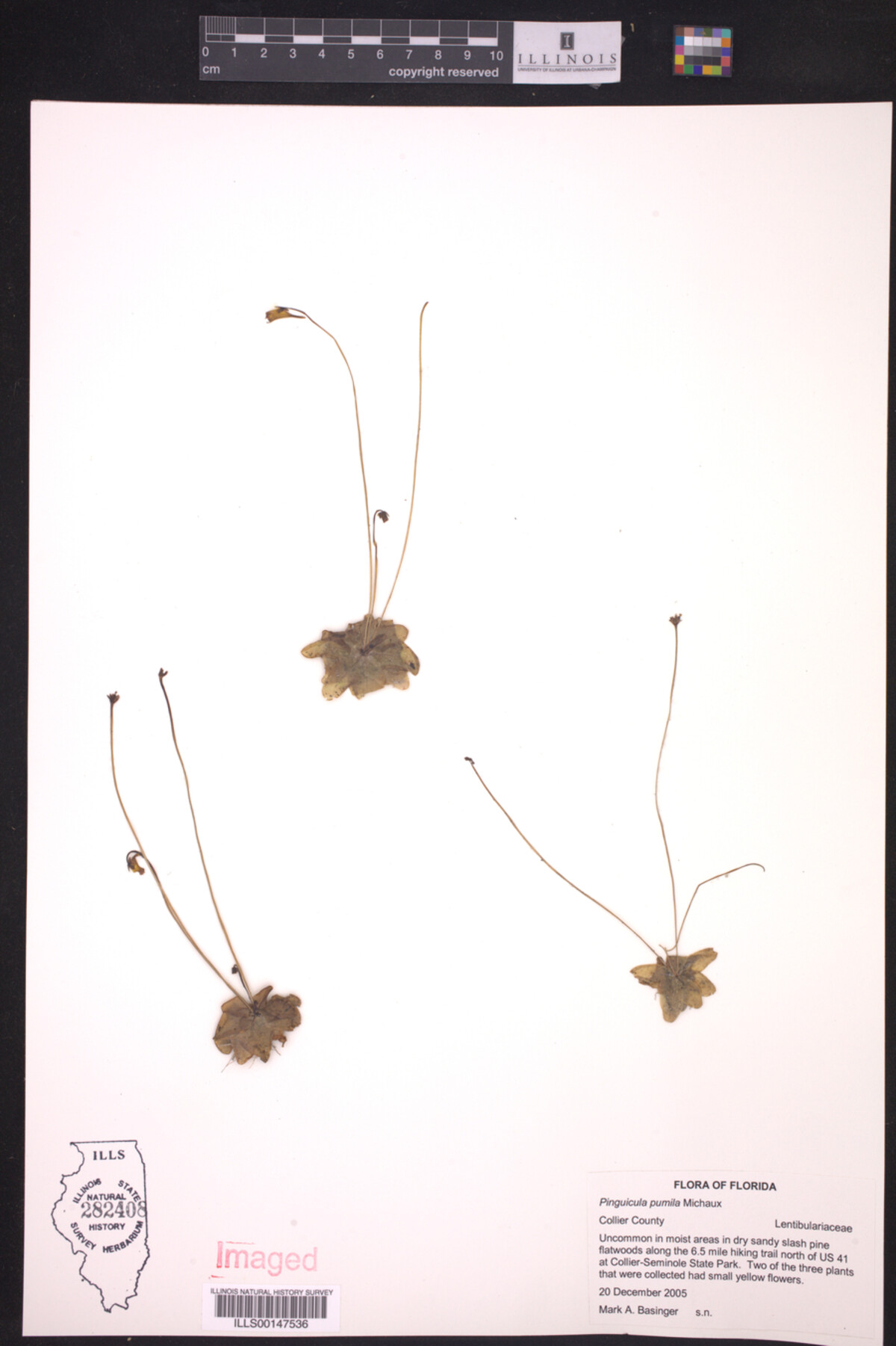 Pinguicula pumila image