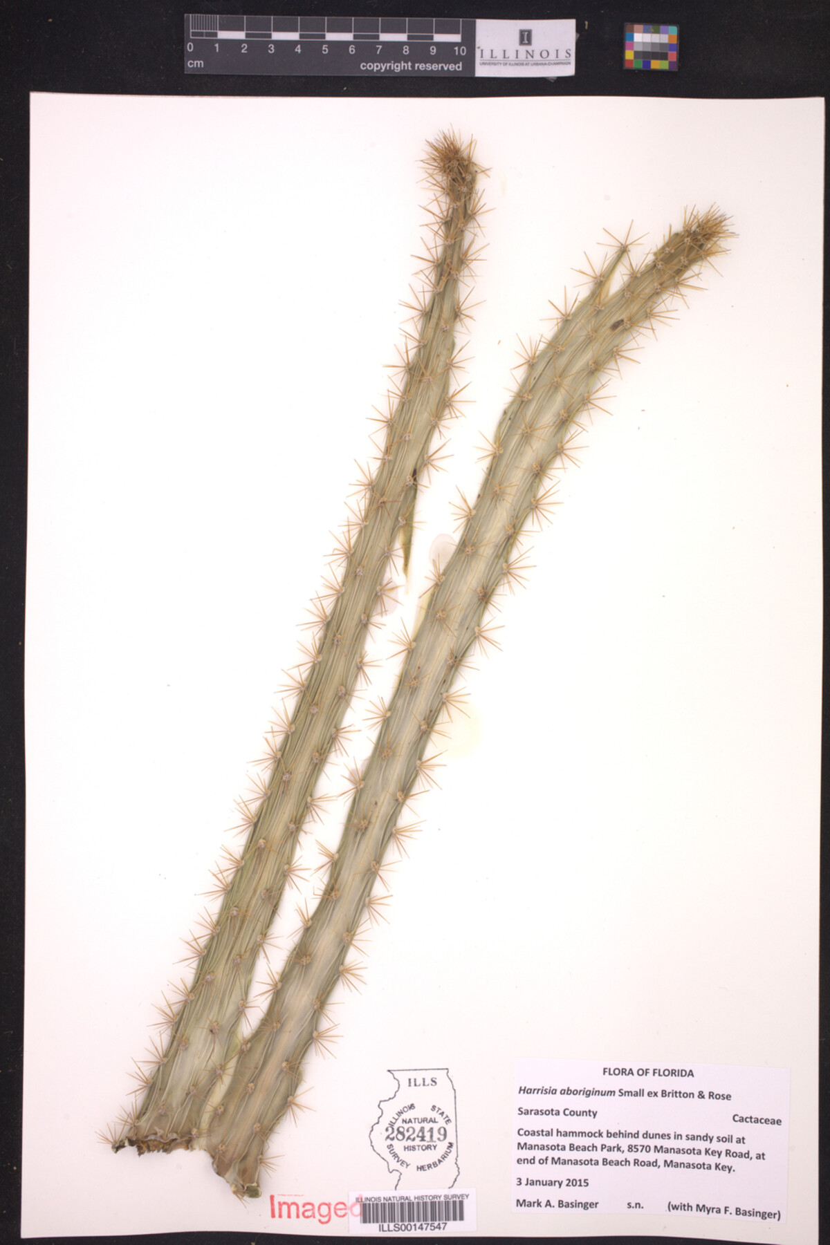 Harrisia image
