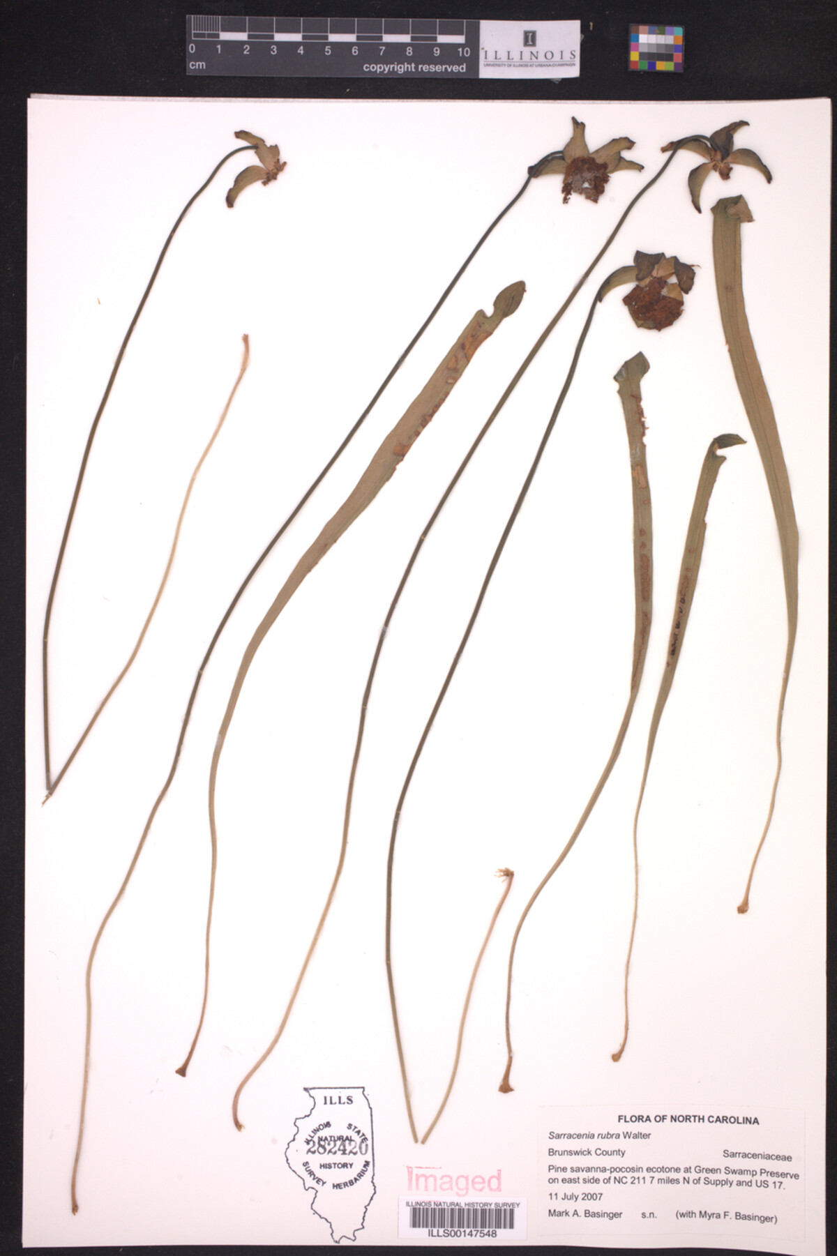 Sarracenia rubra image