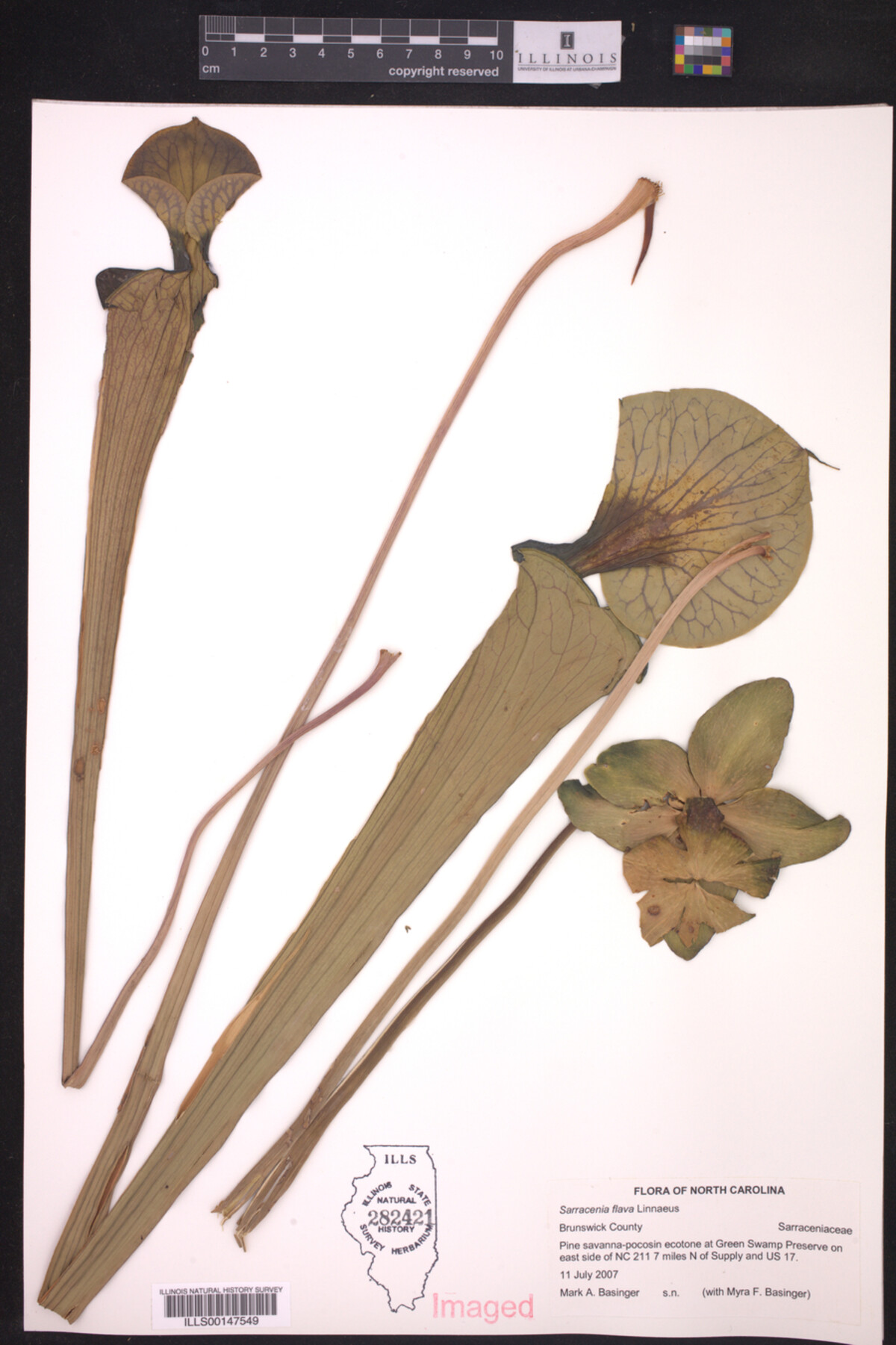 Sarraceniaceae image