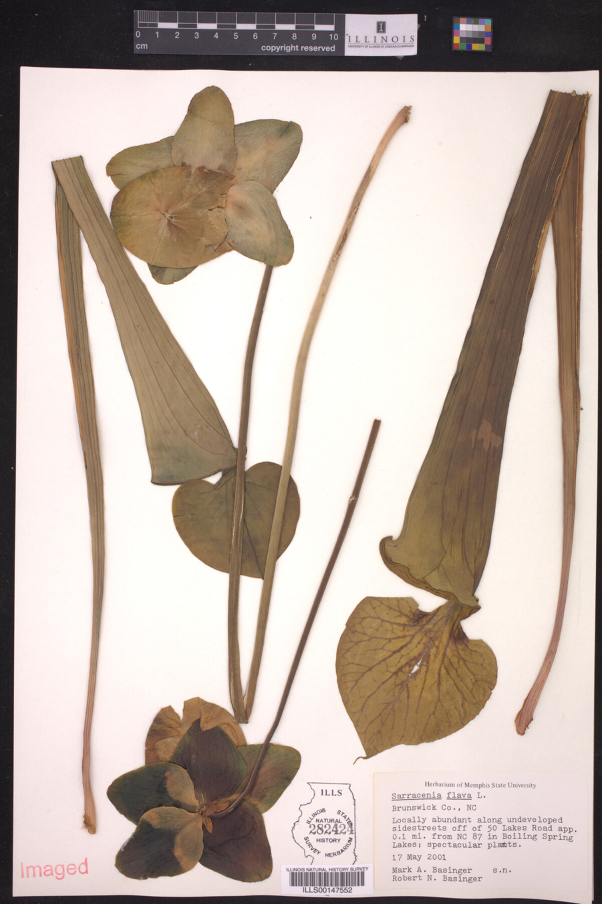 Sarracenia flava image