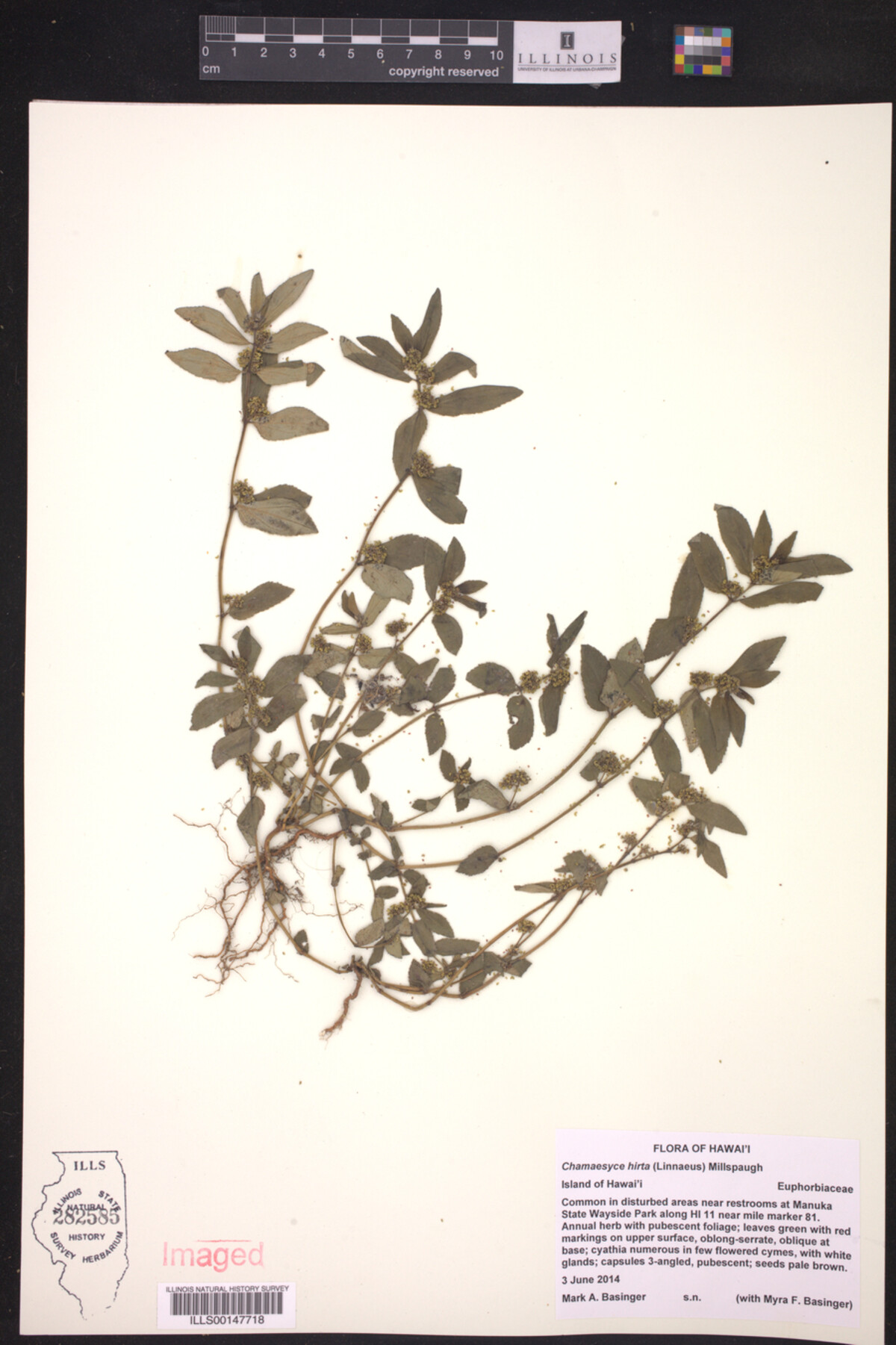 Euphorbia hirta image