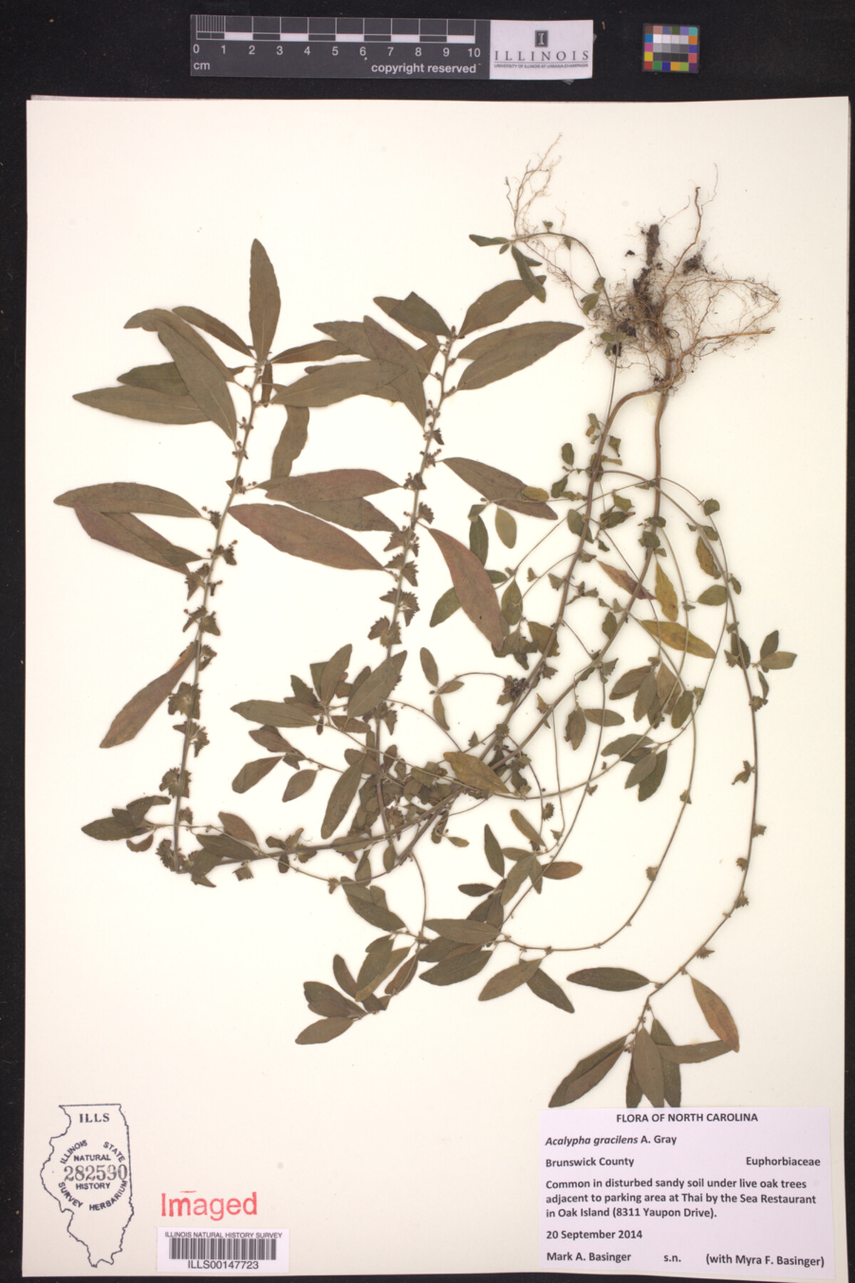 Acalypha gracilens image