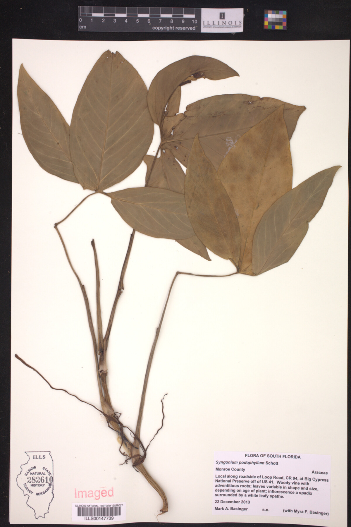 Syngonium image