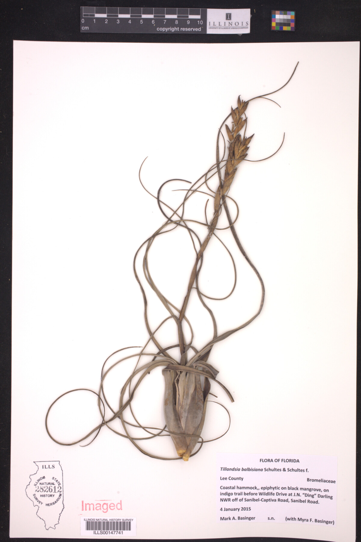 Tillandsia balbisiana image