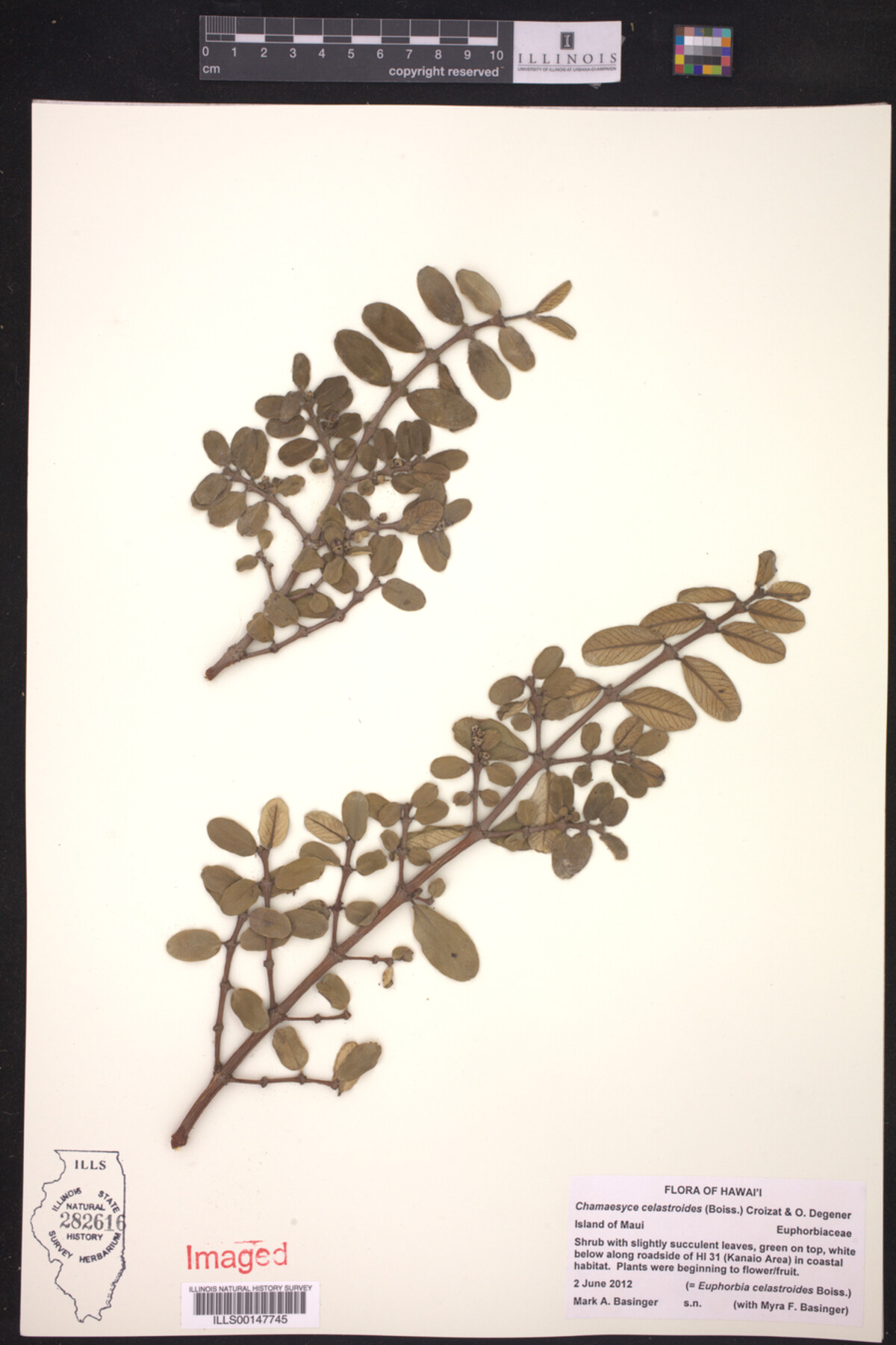 Euphorbia celastroides image
