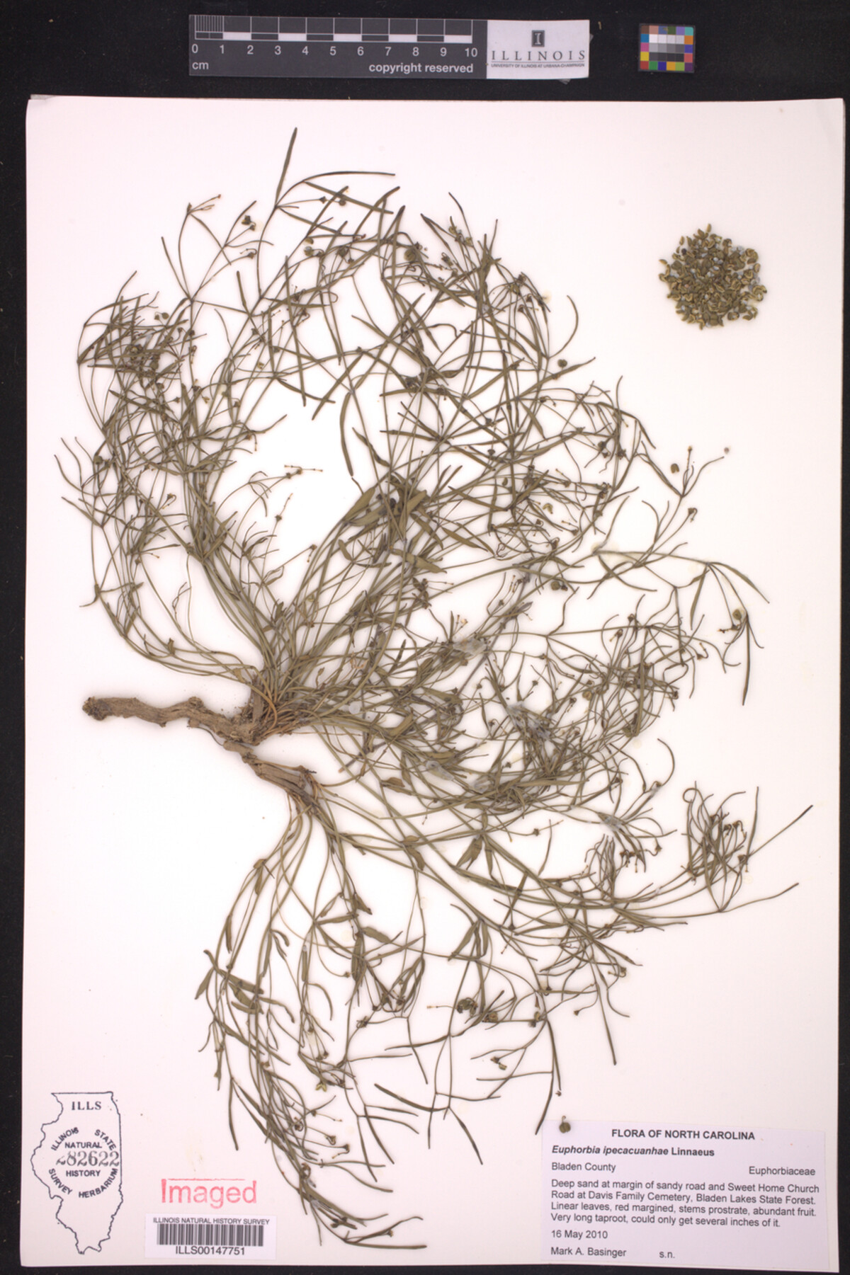 Euphorbia ipecacuanhae image