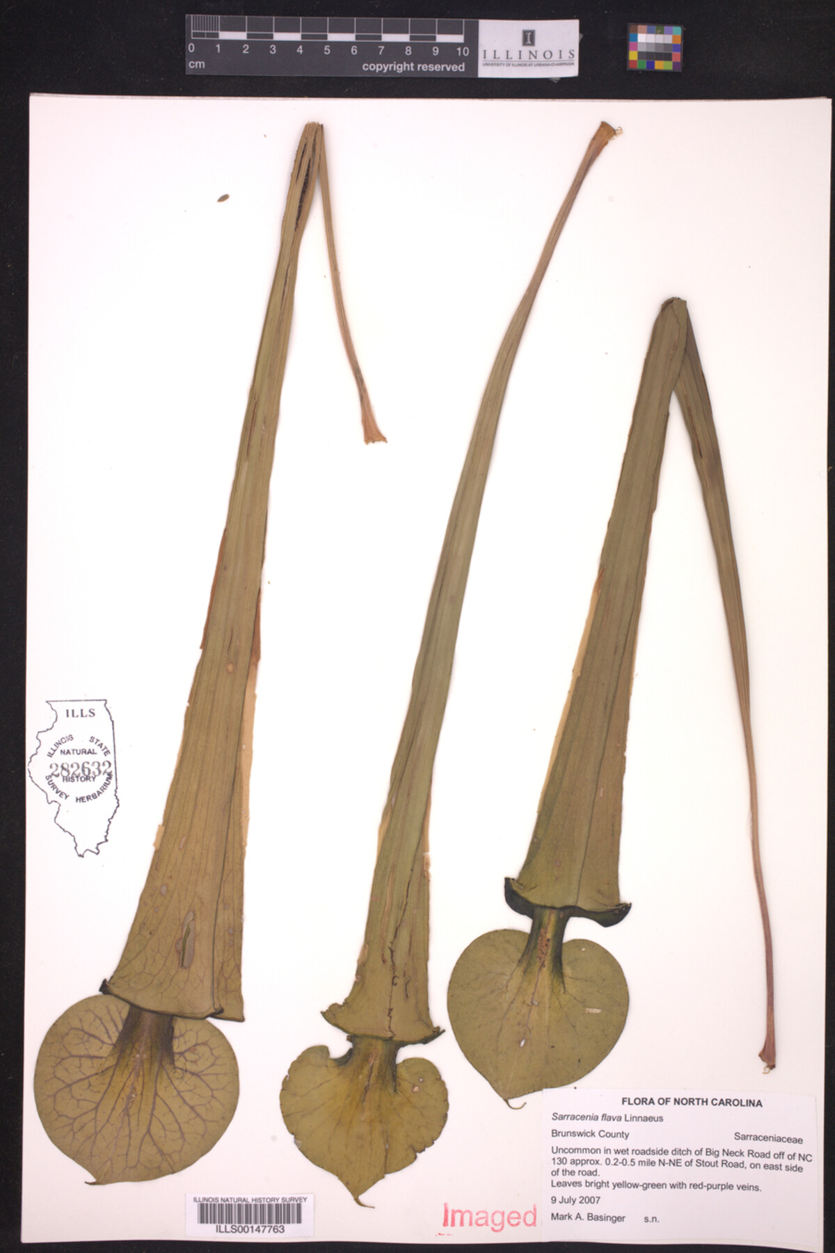 Sarracenia image