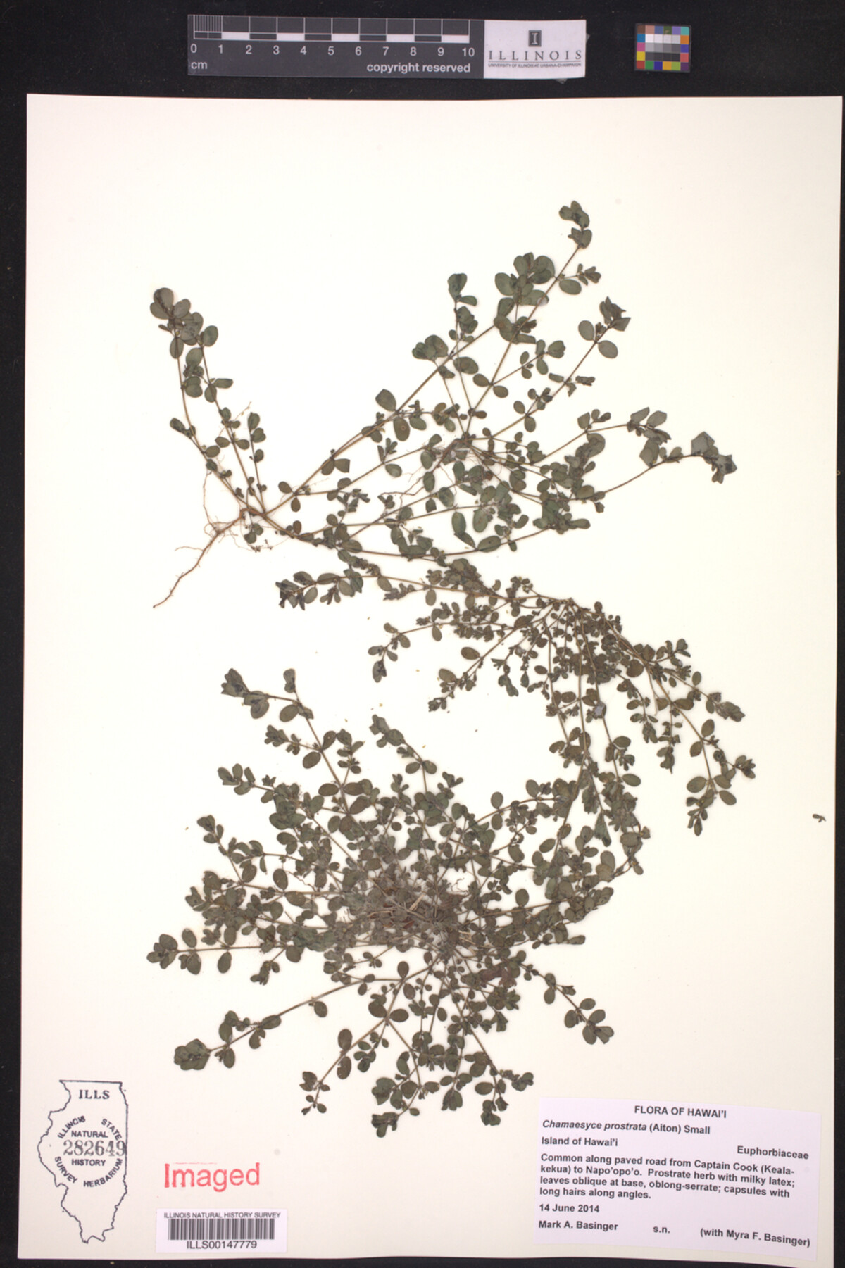 Euphorbia prostrata image