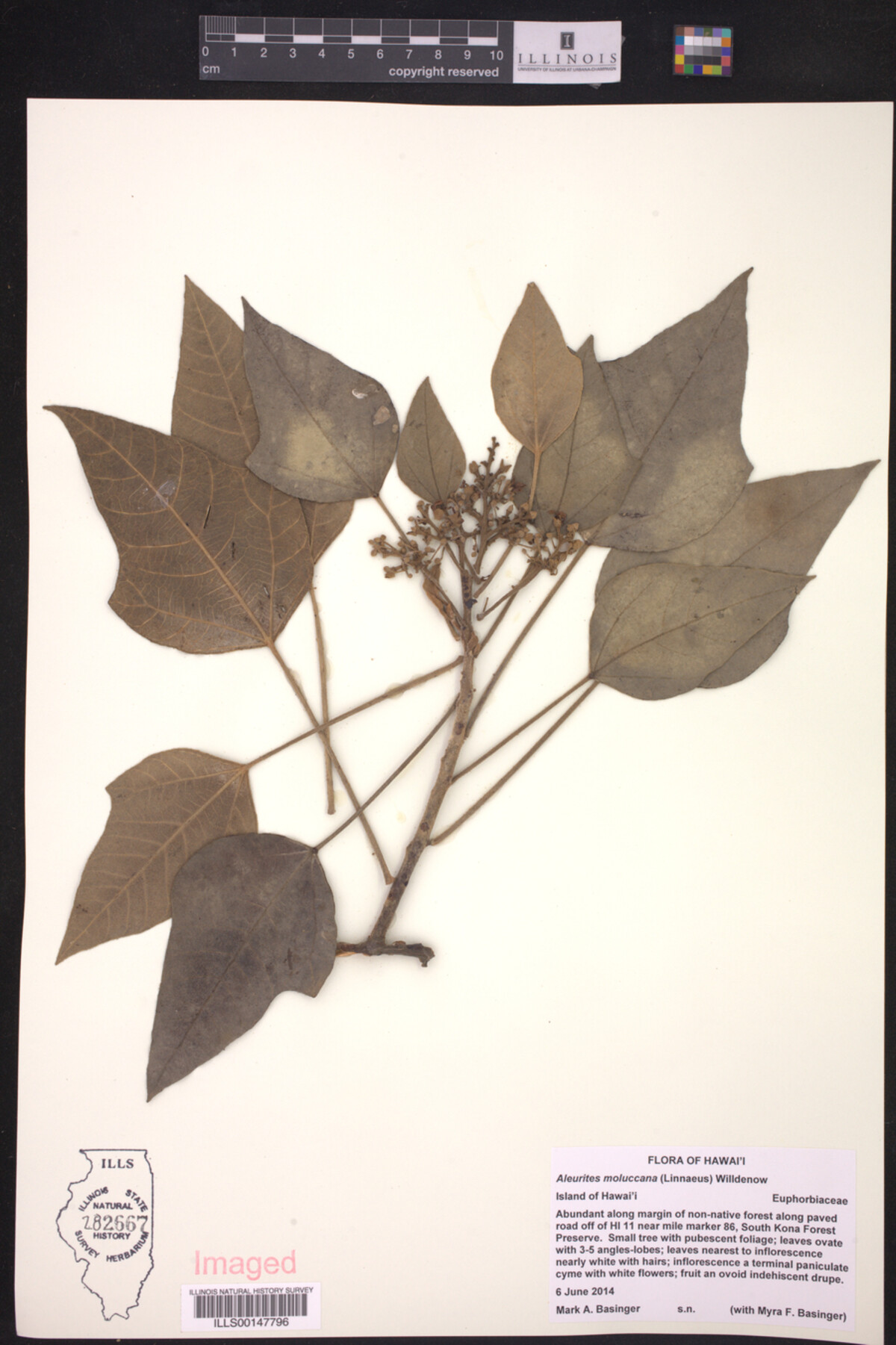 Aleurites moluccanus image