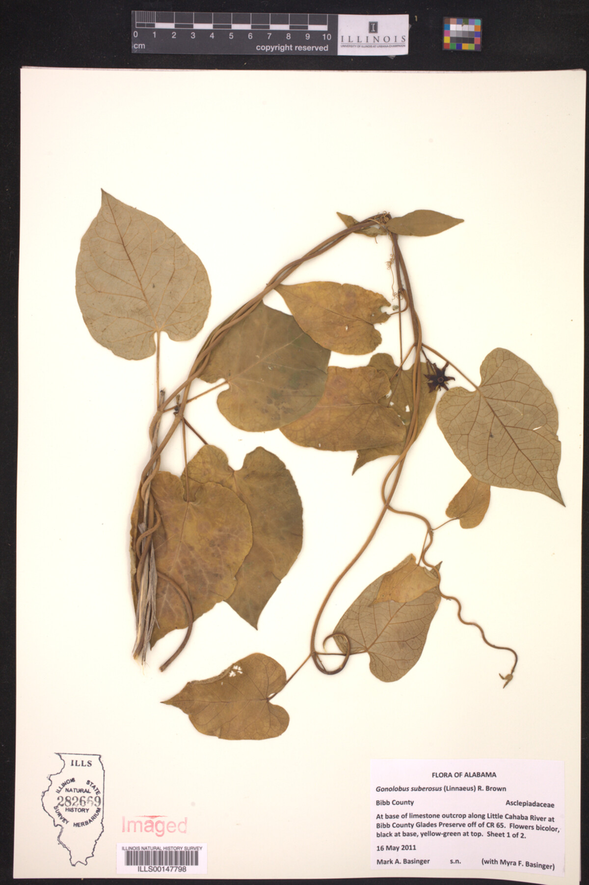 Gonolobus suberosus image