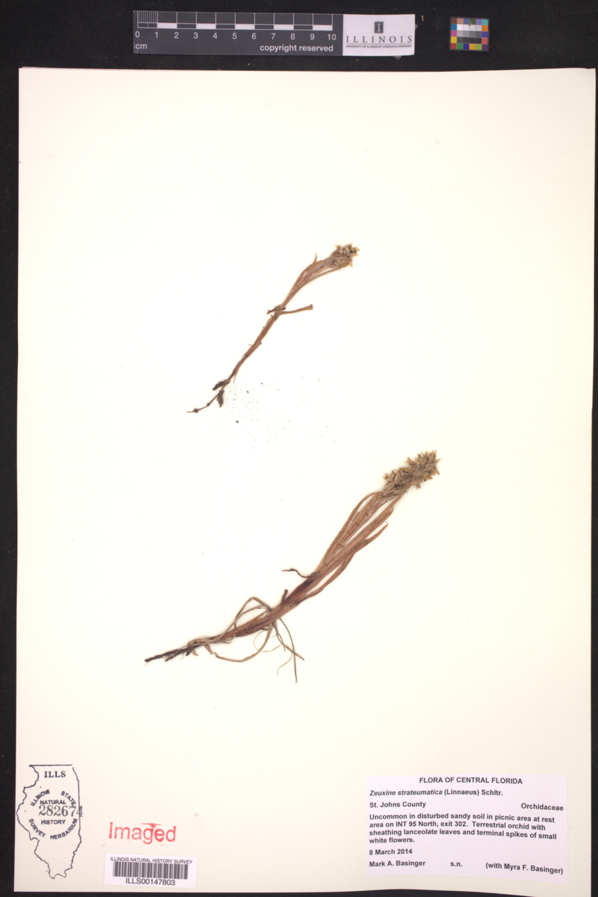 Zeuxine strateumatica image