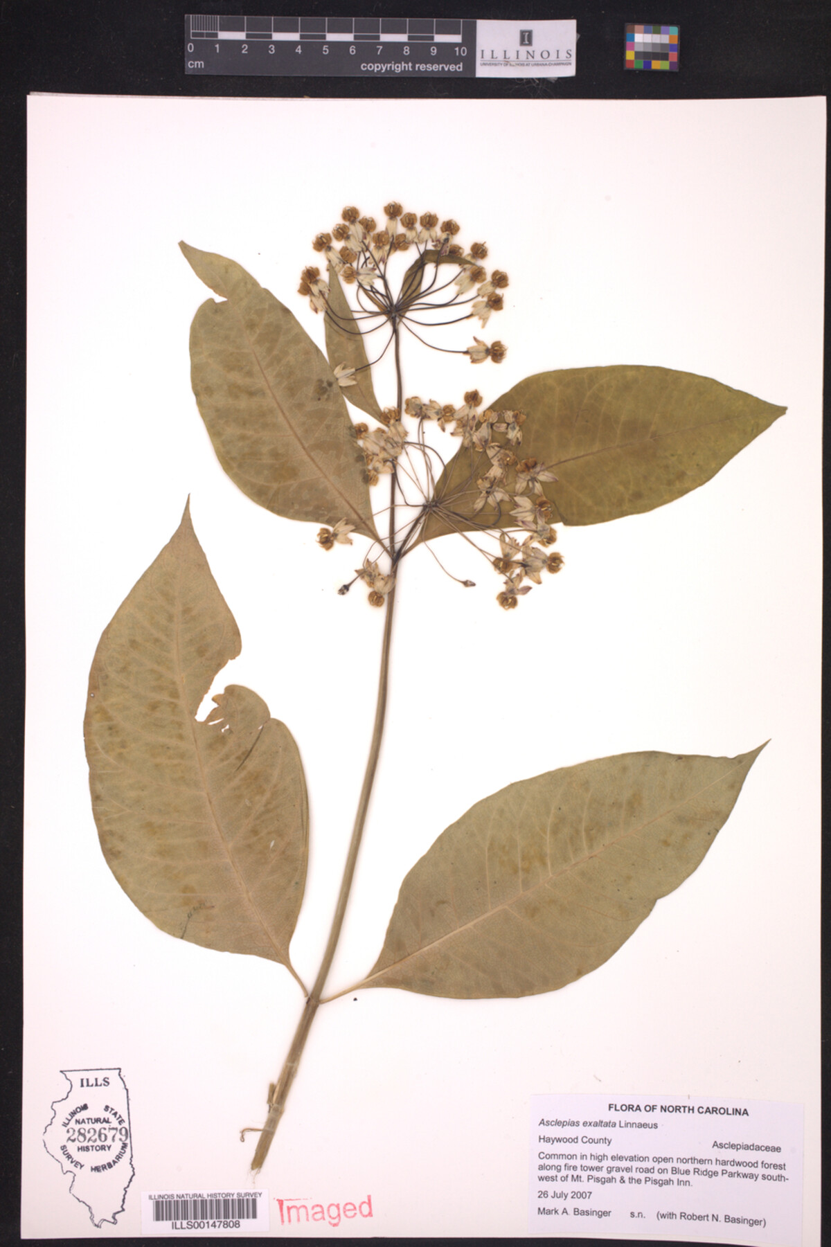 Asclepias exaltata image