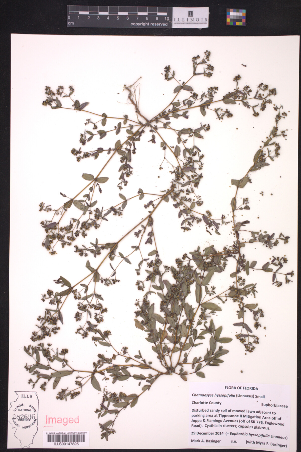 Euphorbia hyssopifolia image