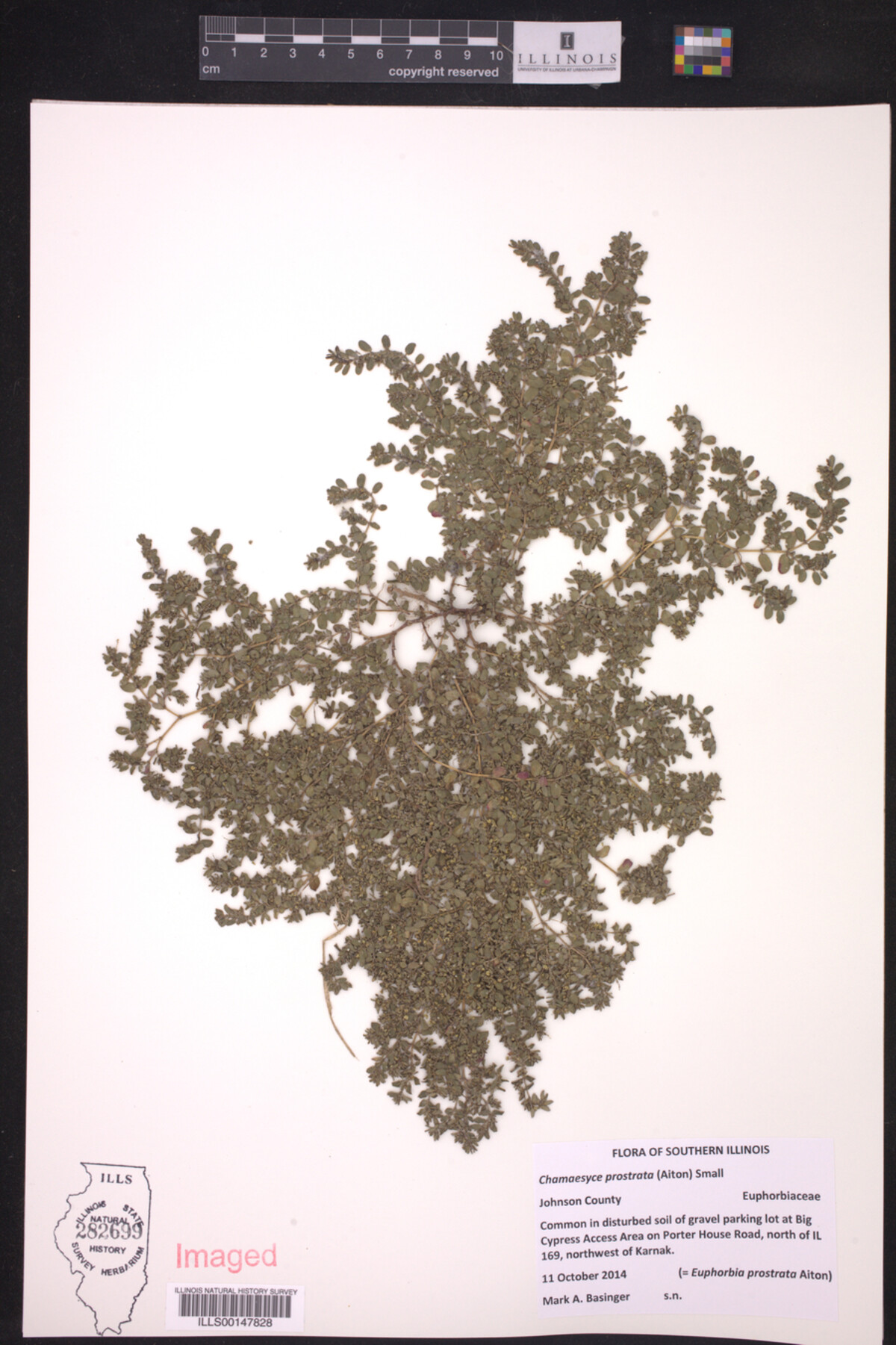 Euphorbia image