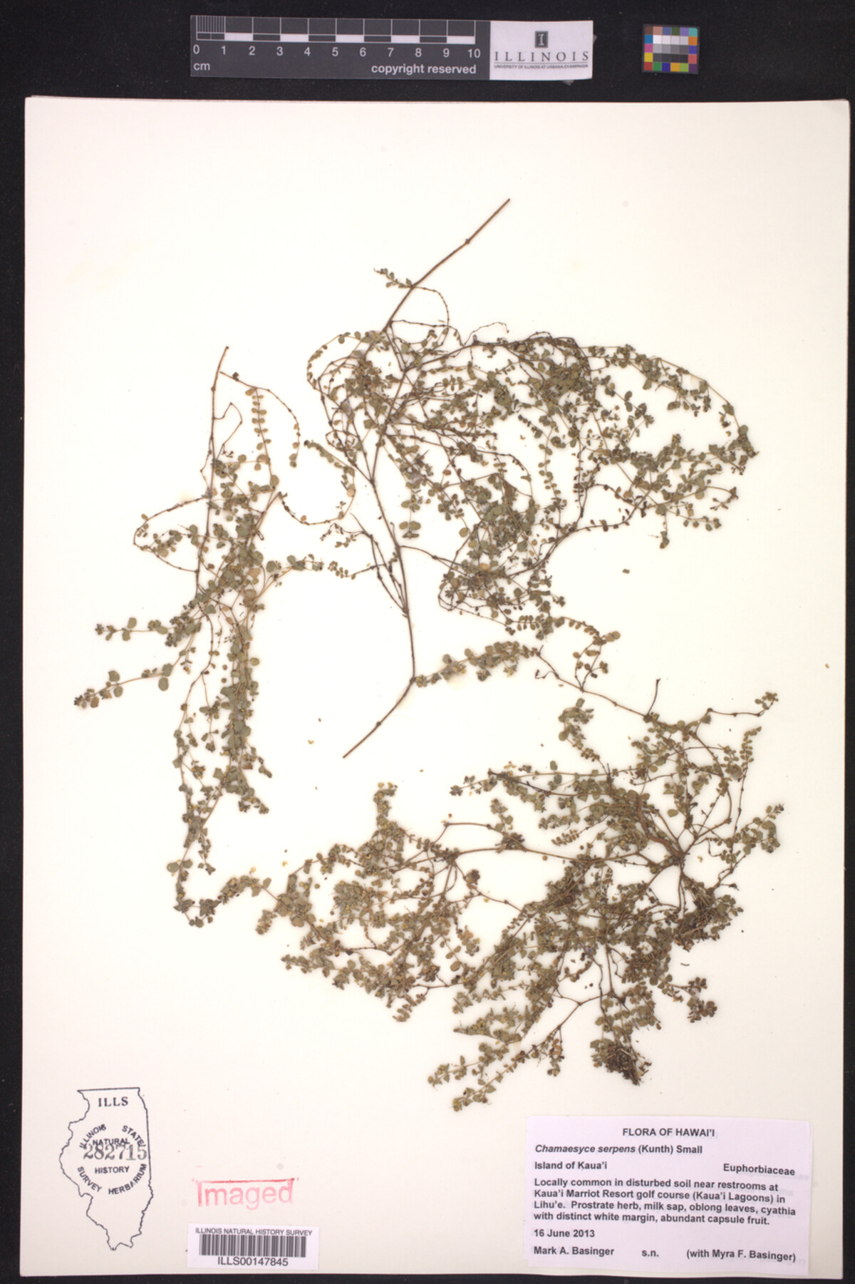 Euphorbia serpens image