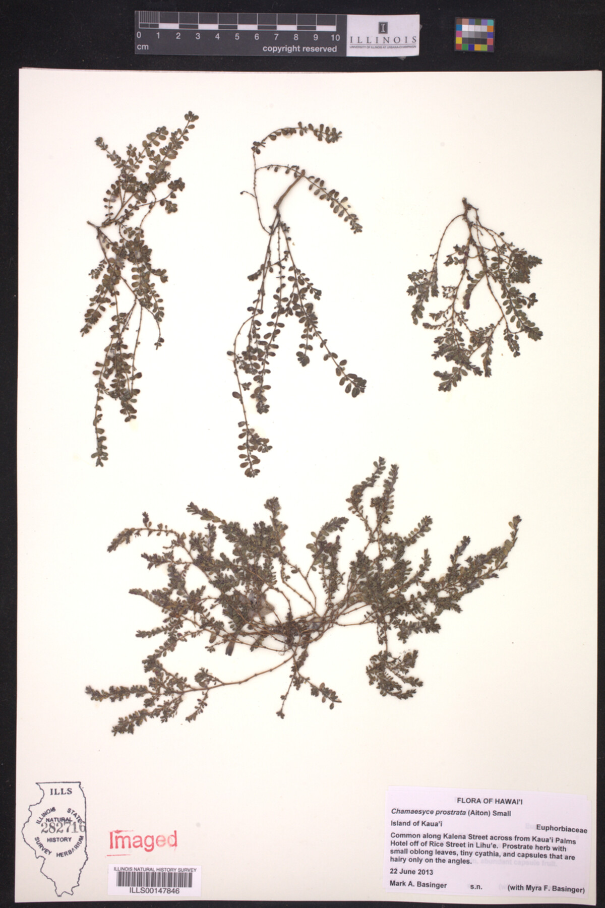 Euphorbia prostrata image