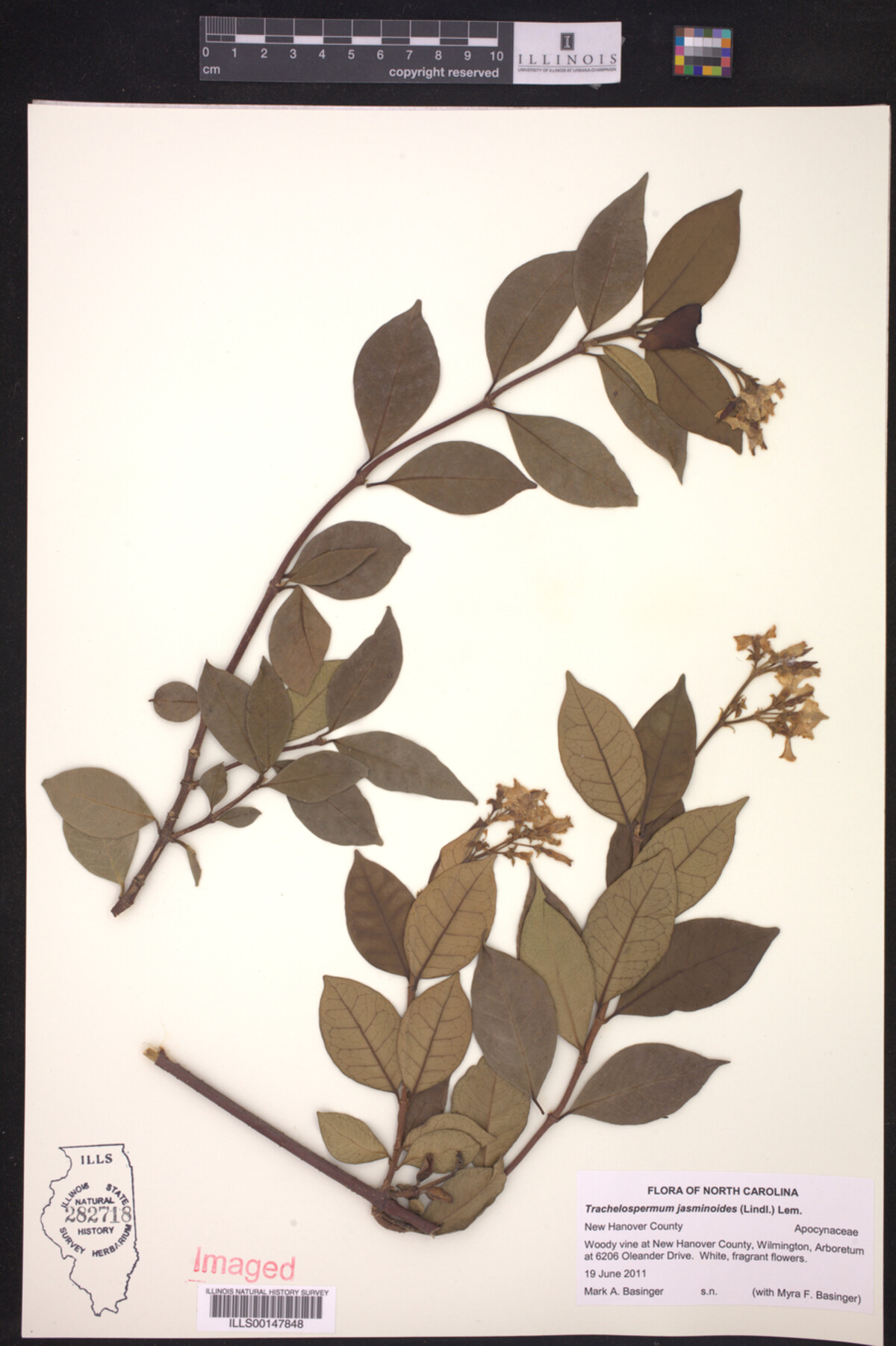 Trachelospermum image