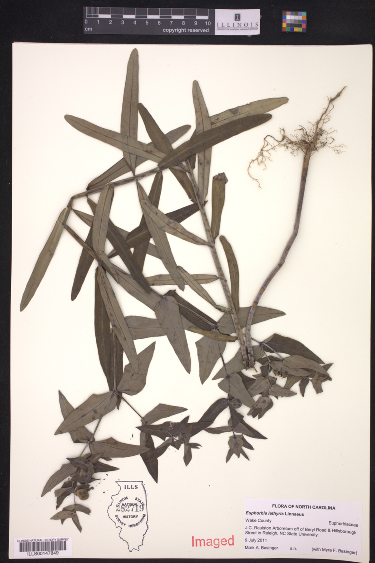 Euphorbia lathyris image